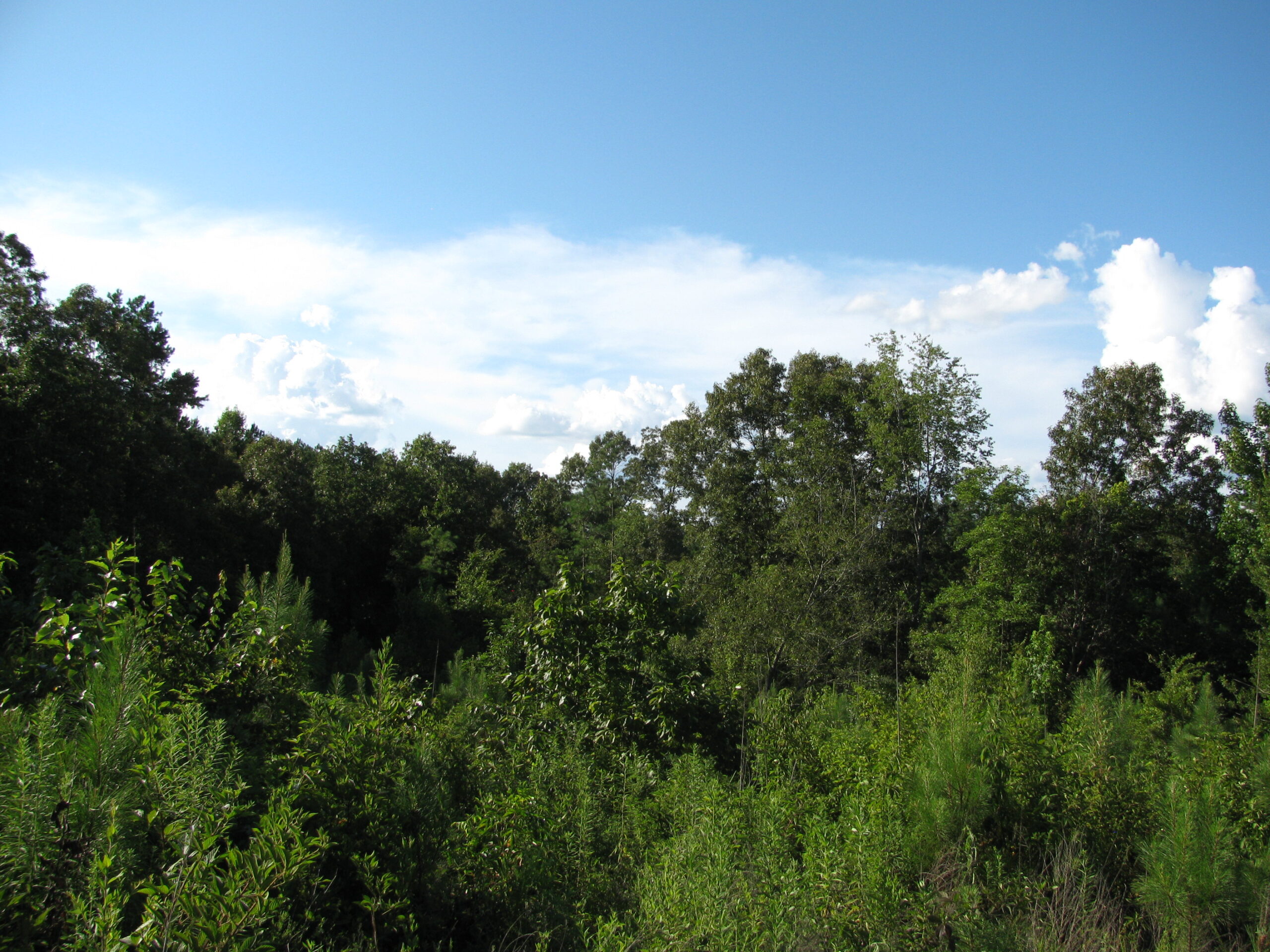 PRIVATE LAND FOR SALE IN TN TO BUILD ON – WOODED LAND WITH DEER & TURKEY HUNTING