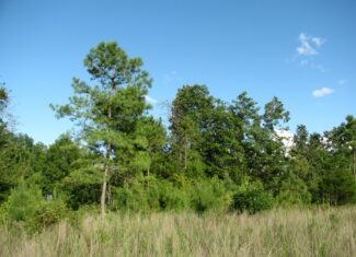 PRIVATE LAND FOR SALE IN TN TO BUILD ON – WOODED LAND WITH DEER & TURKEY HUNTING