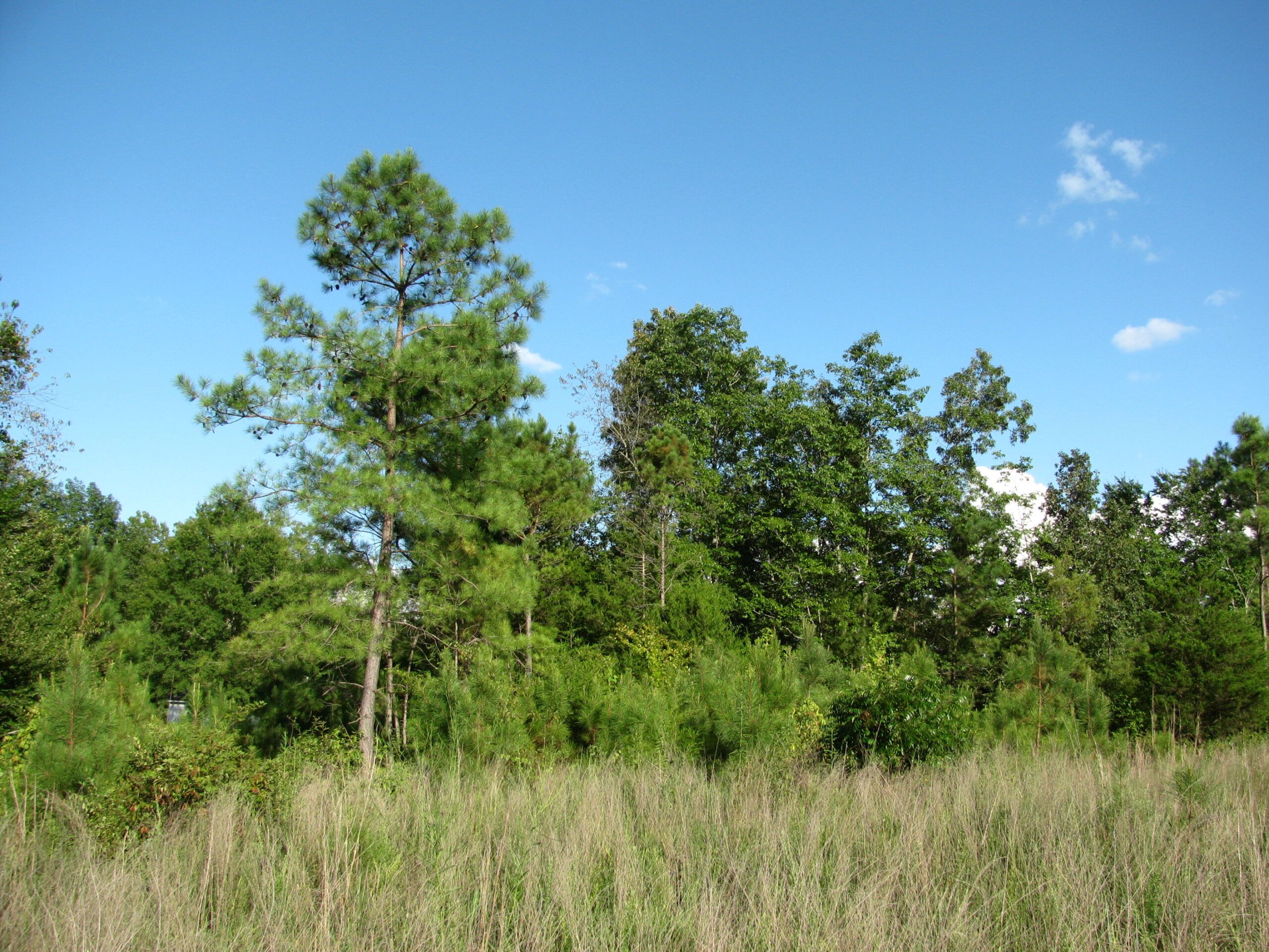 PRIVATE LAND FOR SALE IN TN TO BUILD ON – WOODED LAND WITH DEER & TURKEY HUNTING
