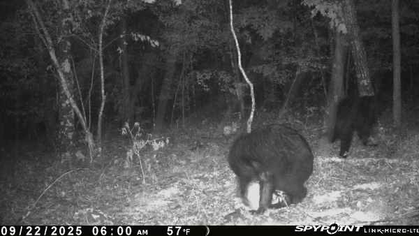 Prime Hunting & Recreational Property For Sale in Kingston AR