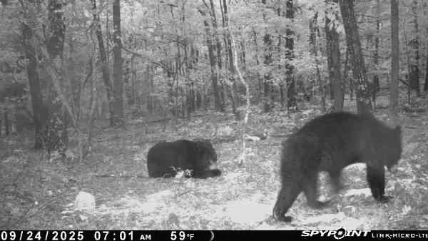 Prime Hunting & Recreational Property For Sale in Kingston AR