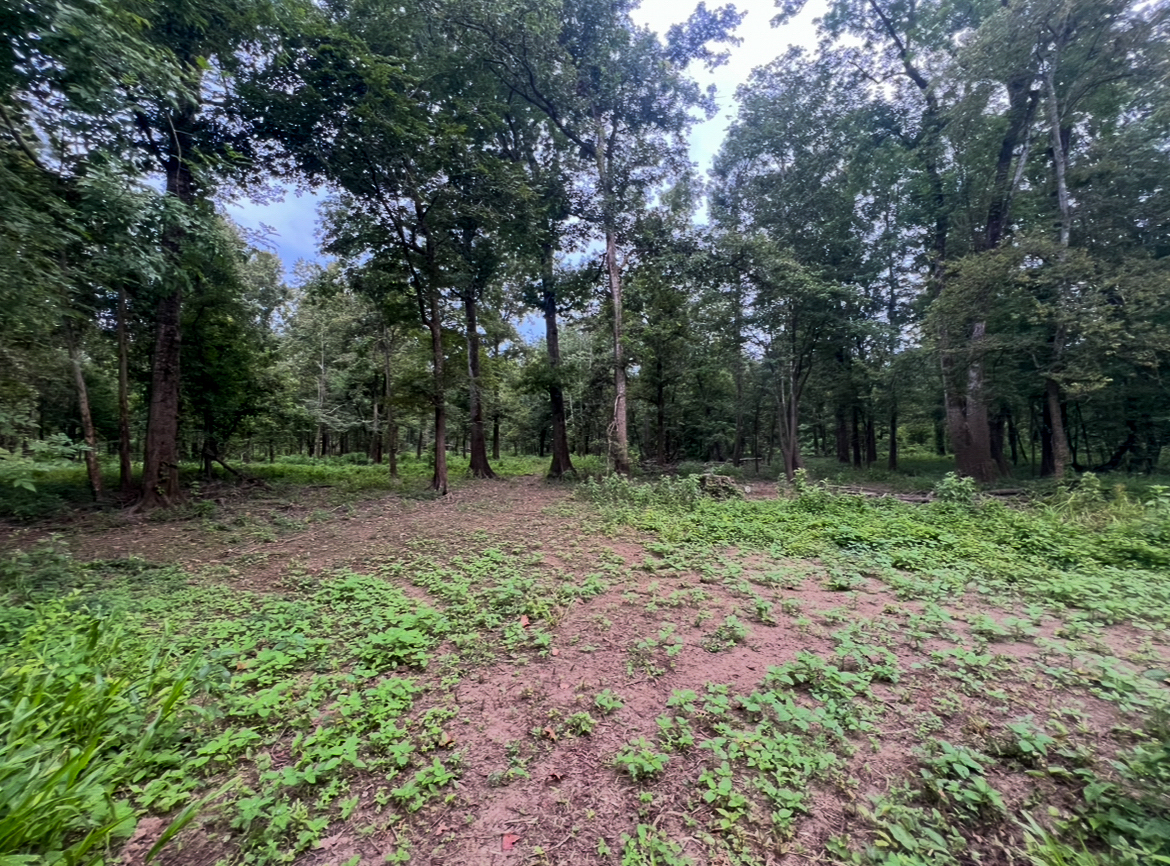Lorman, MS Hunting Property near the Mississippi River