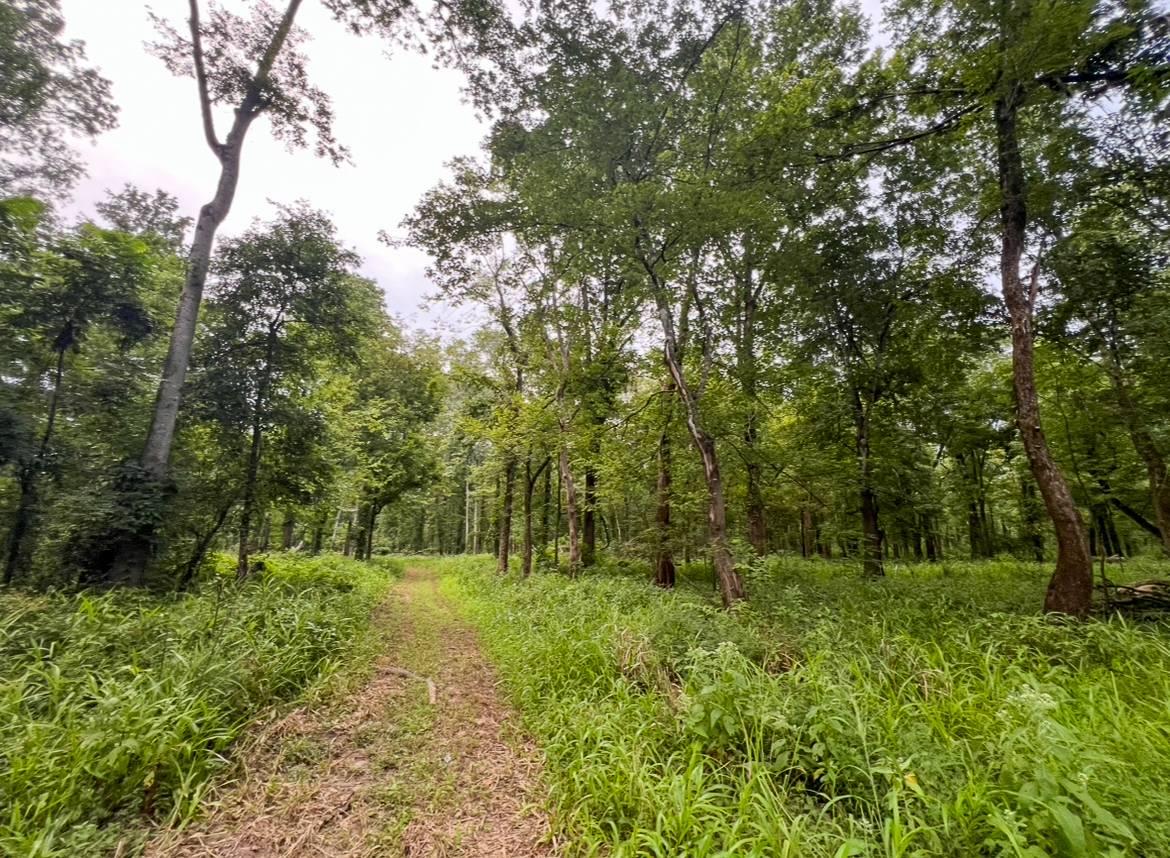 Lorman, MS Hunting Property near the Mississippi River