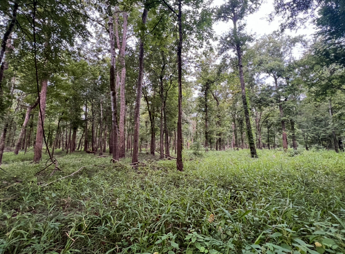 Lorman, MS Hunting Property near the Mississippi River