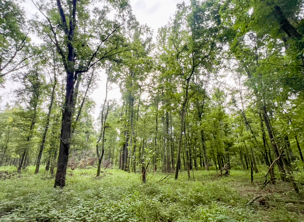 Lorman, MS Hunting Property near the Mississippi River