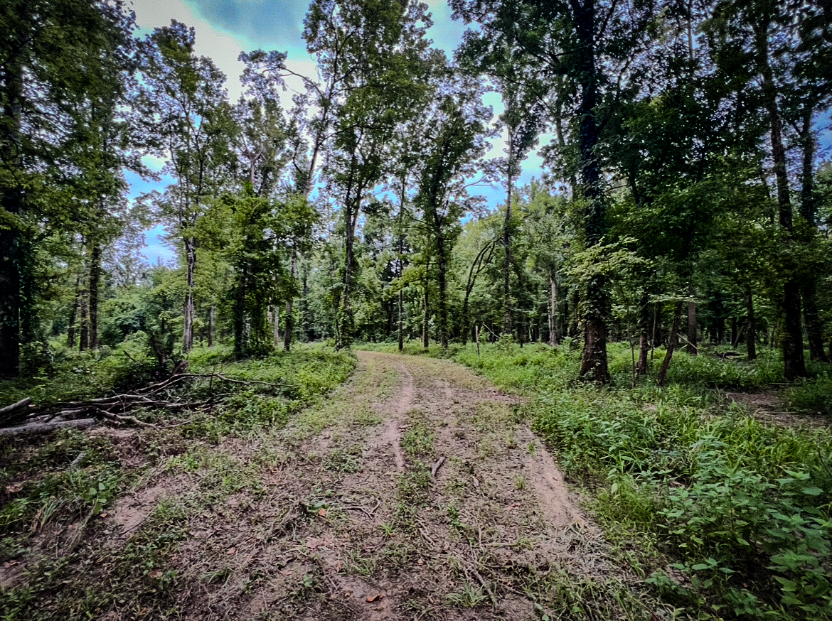 Lorman, MS Hunting Property near the Mississippi River