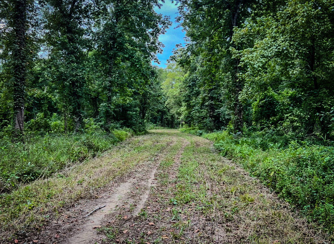 Lorman, MS Hunting Property near the Mississippi River