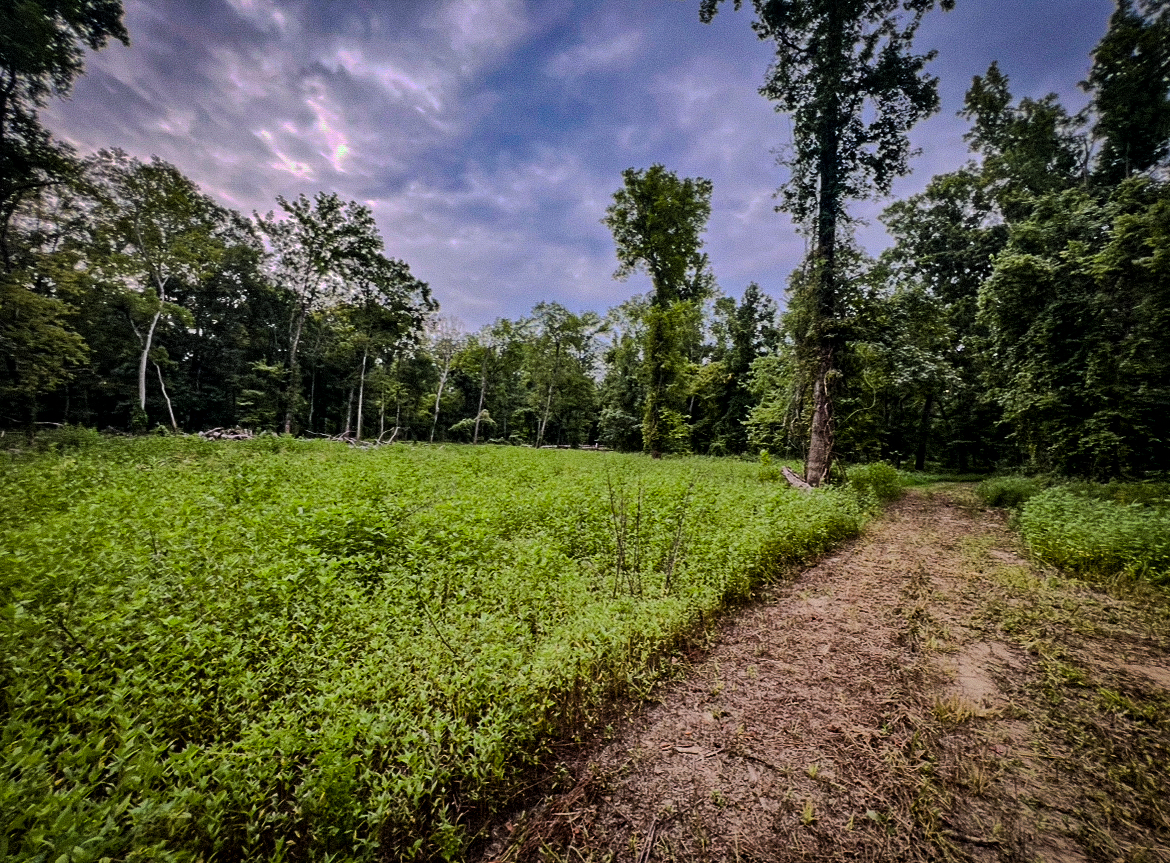 Lorman, MS Hunting Property near the Mississippi River