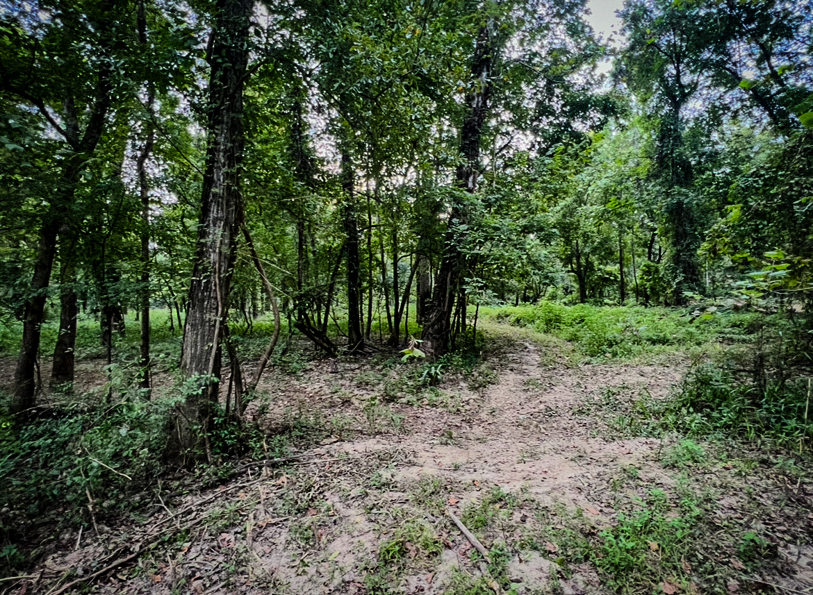 Lorman, MS Hunting Property near the Mississippi River