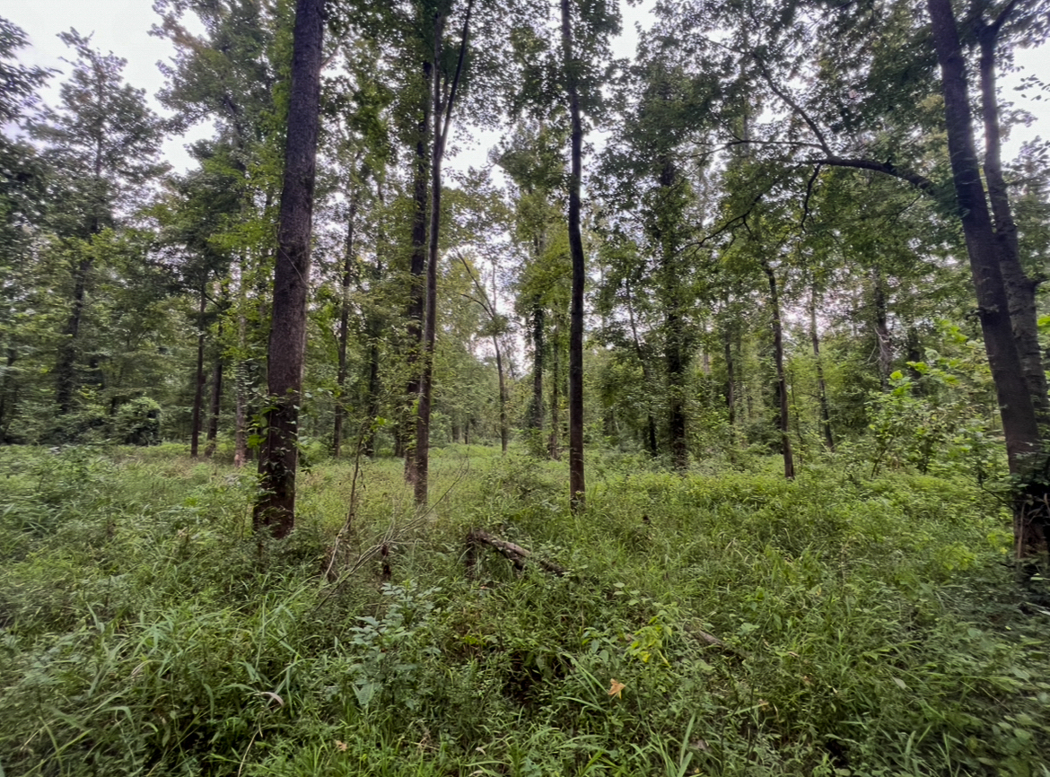 Lorman, MS Hunting Property near the Mississippi River