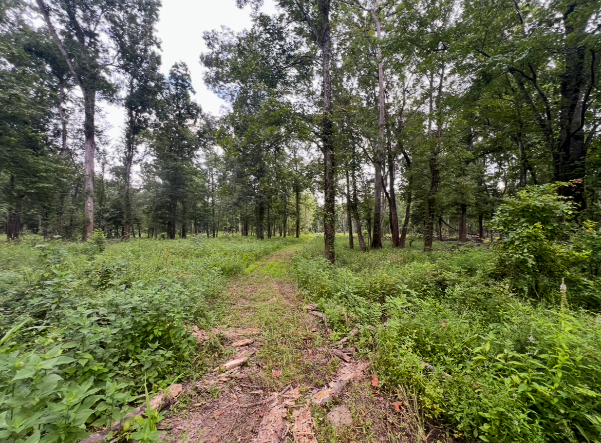 Lorman, MS Hunting Property near the Mississippi River