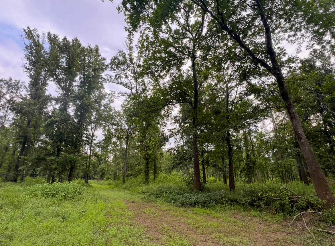 Lorman, MS Hunting Property near the Mississippi River