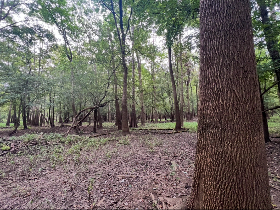 Lorman, MS Hunting Property near the Mississippi River