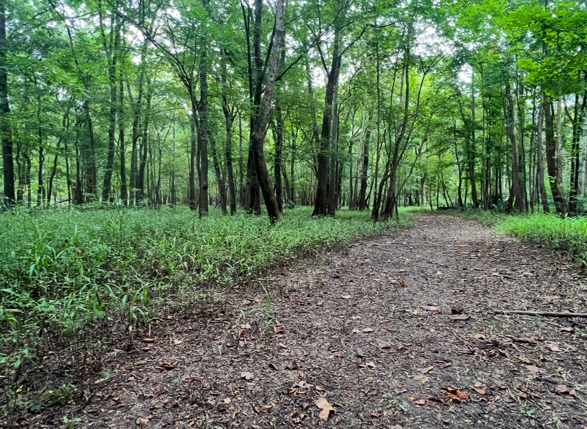 Lorman, MS Hunting Property near the Mississippi River
