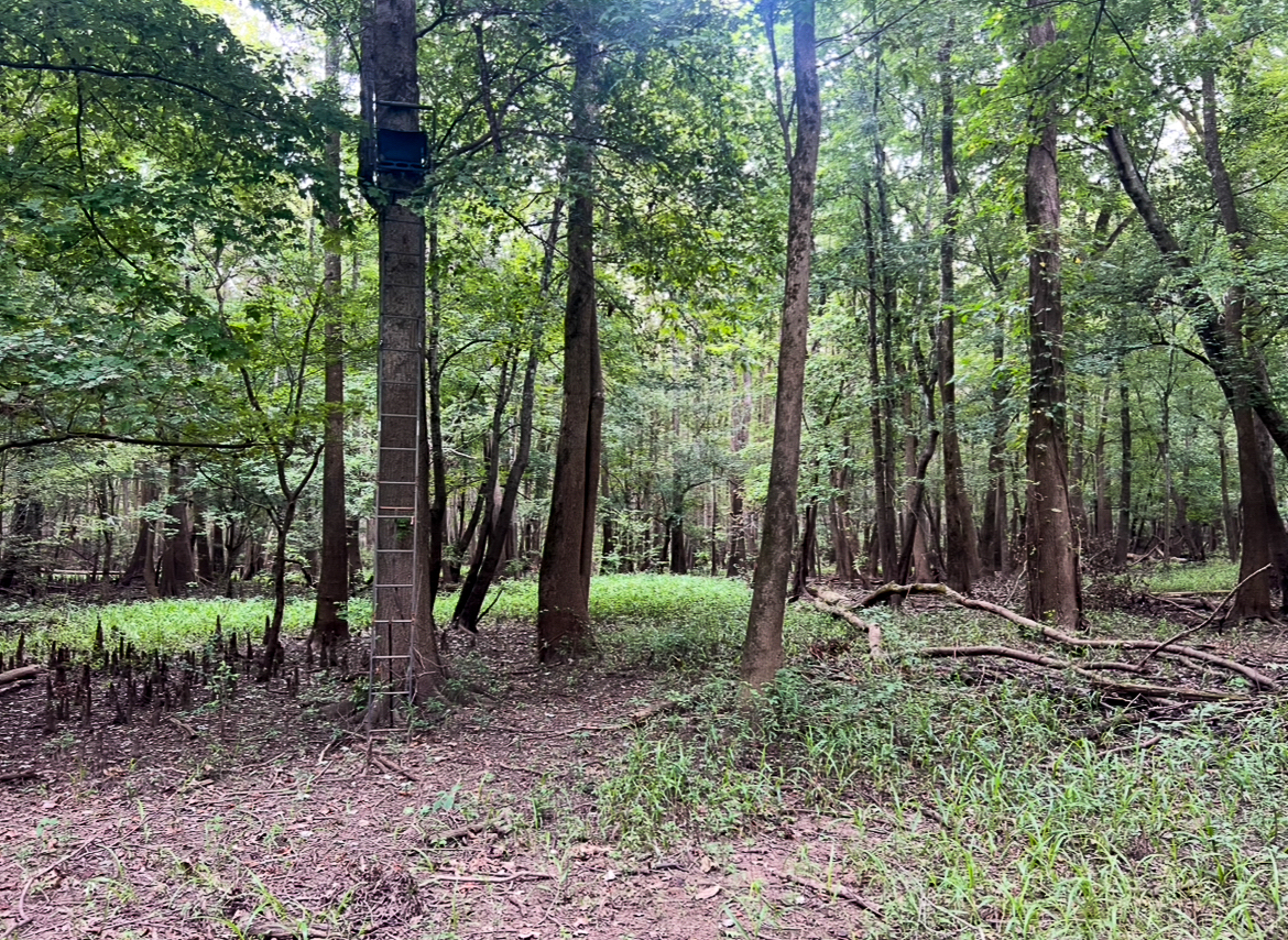 Lorman, MS Hunting Property near the Mississippi River