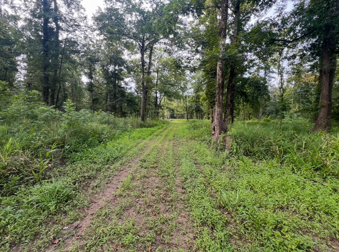 Lorman, MS Hunting Property near the Mississippi River