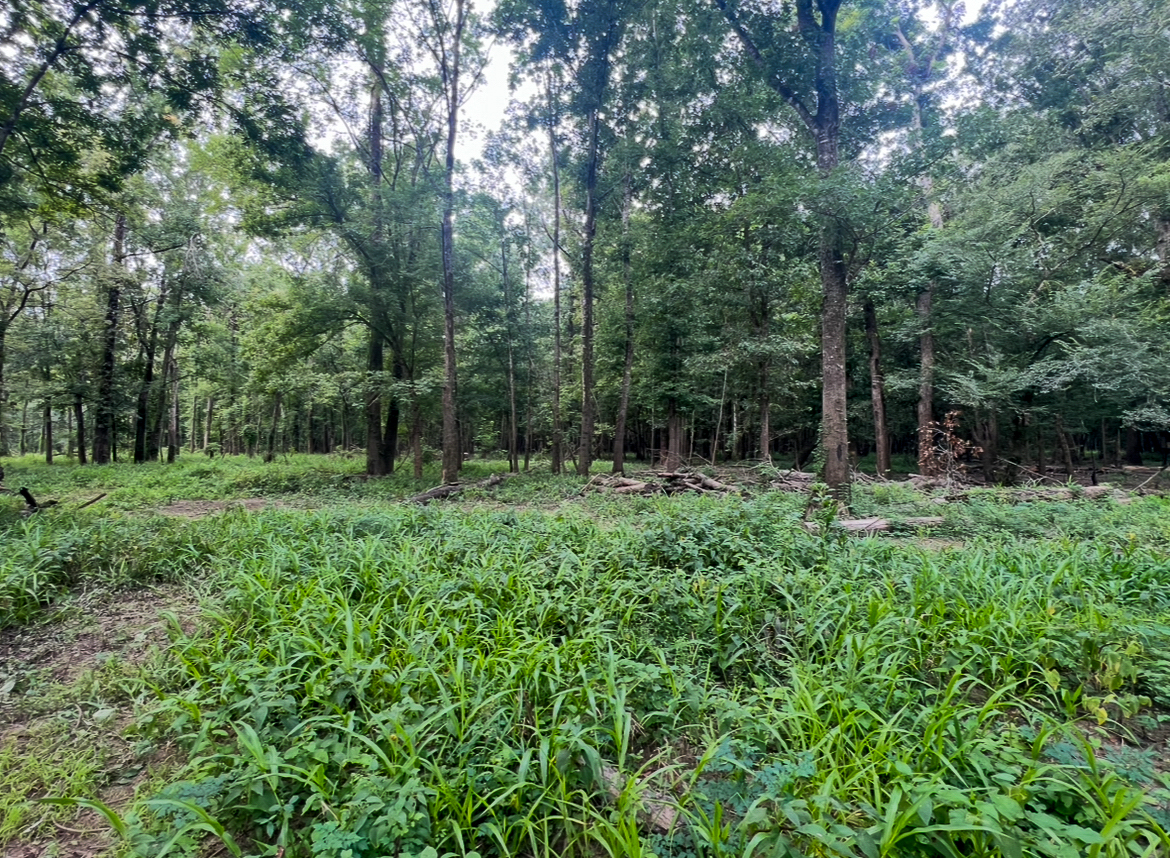 Lorman, MS Hunting Property near the Mississippi River