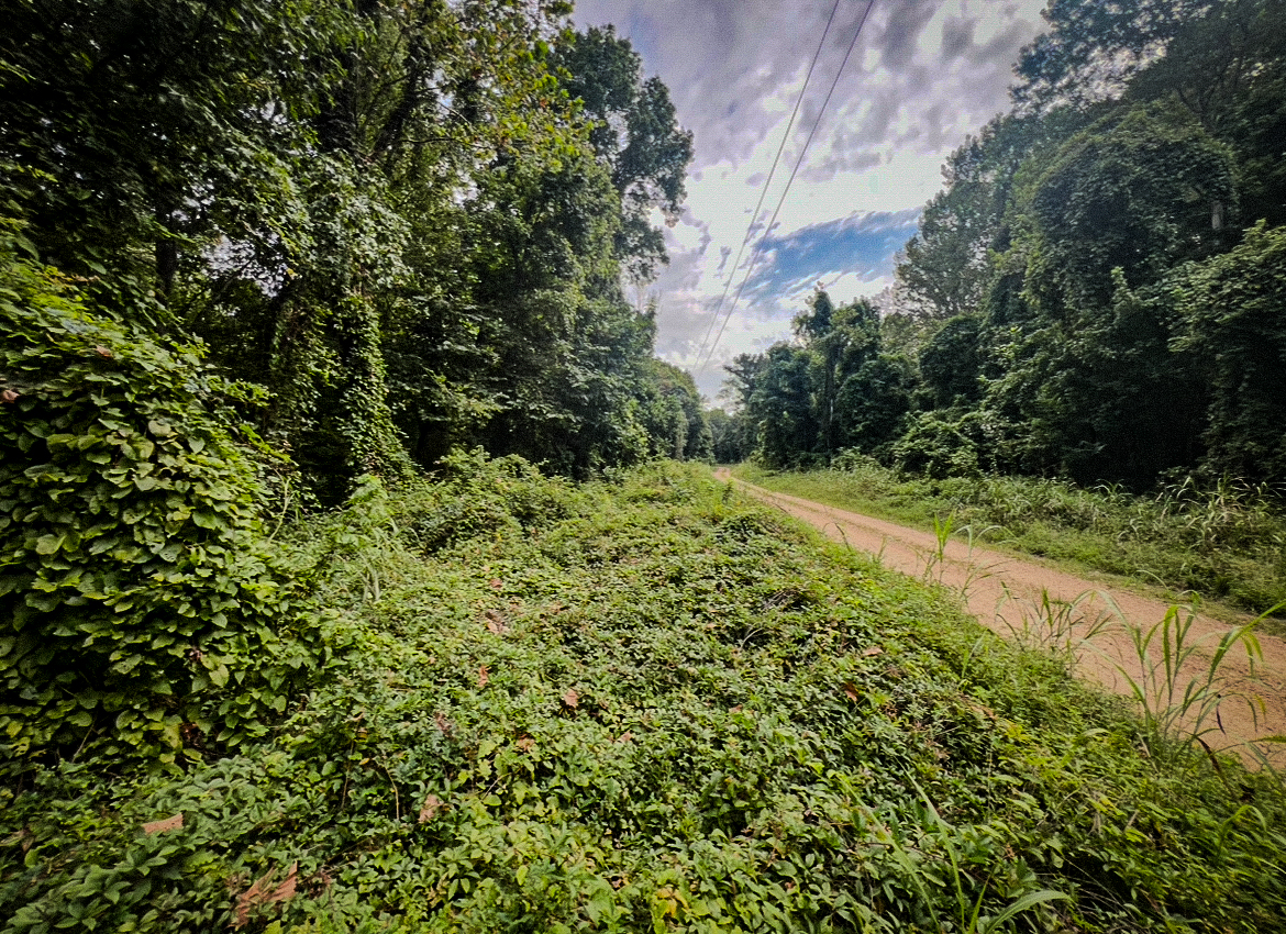 Lorman, MS Hunting Property near the Mississippi River