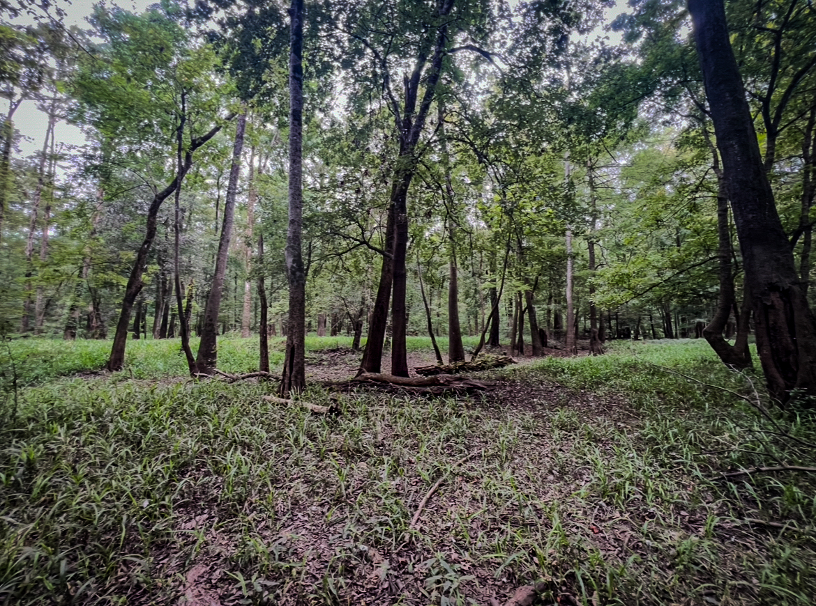 Lorman, MS Hunting Property near the Mississippi River