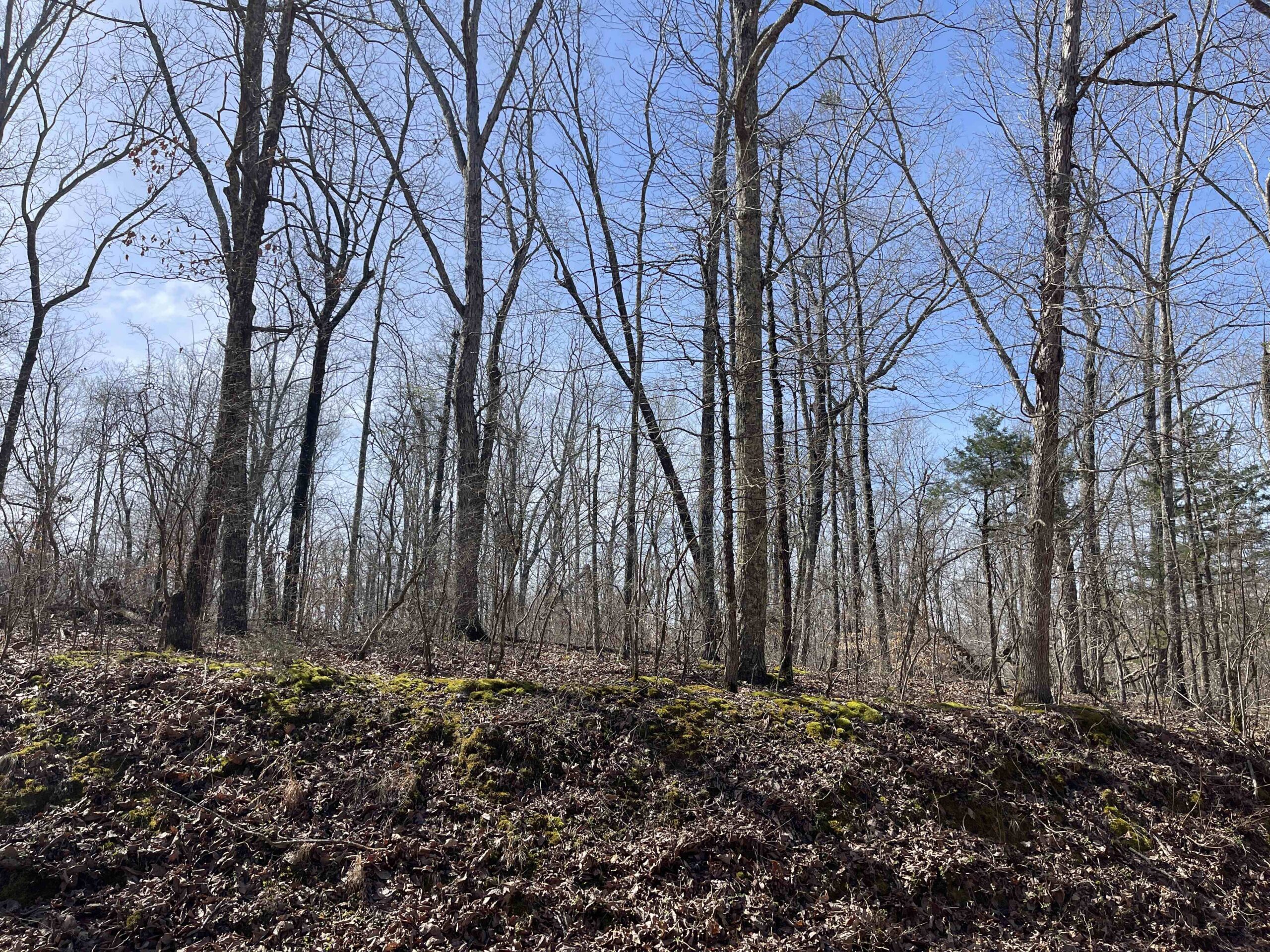 LAND FOR SALE IN HARDIN COUNTY TN, 11 ACRES