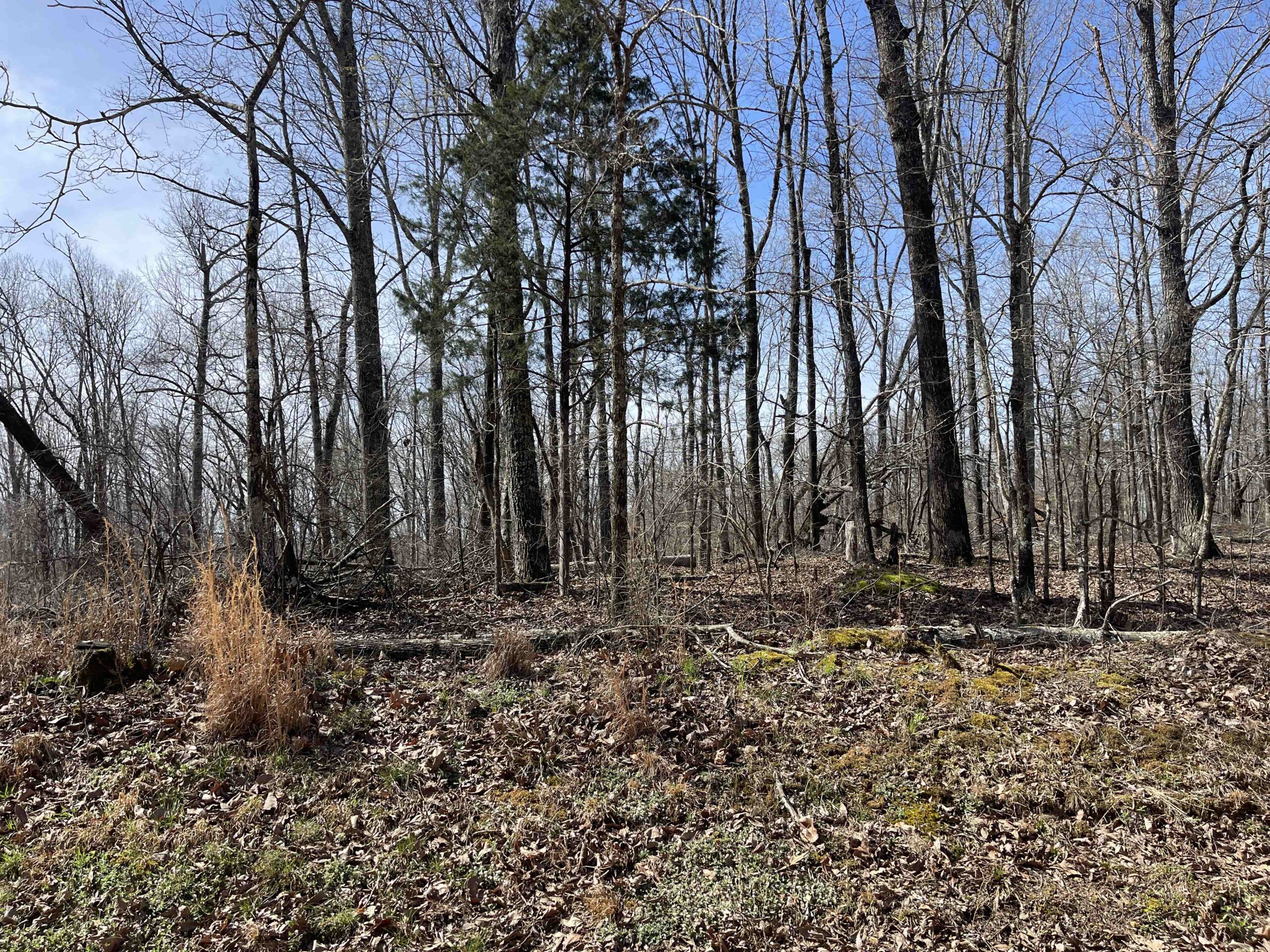 LAND FOR SALE IN HARDIN COUNTY TN, 11 ACRES
