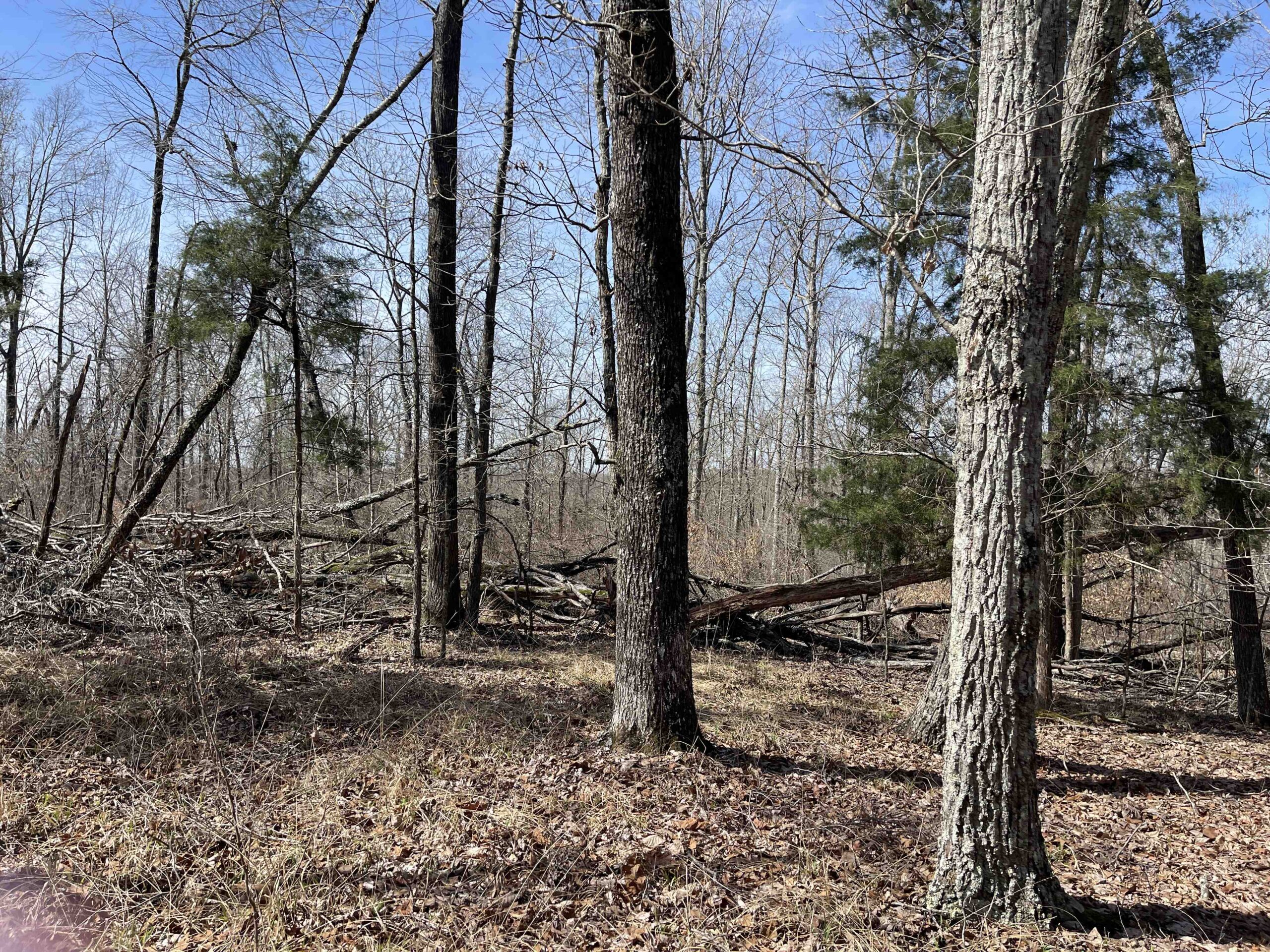 LAND FOR SALE IN HARDIN COUNTY TN, 11 ACRES
