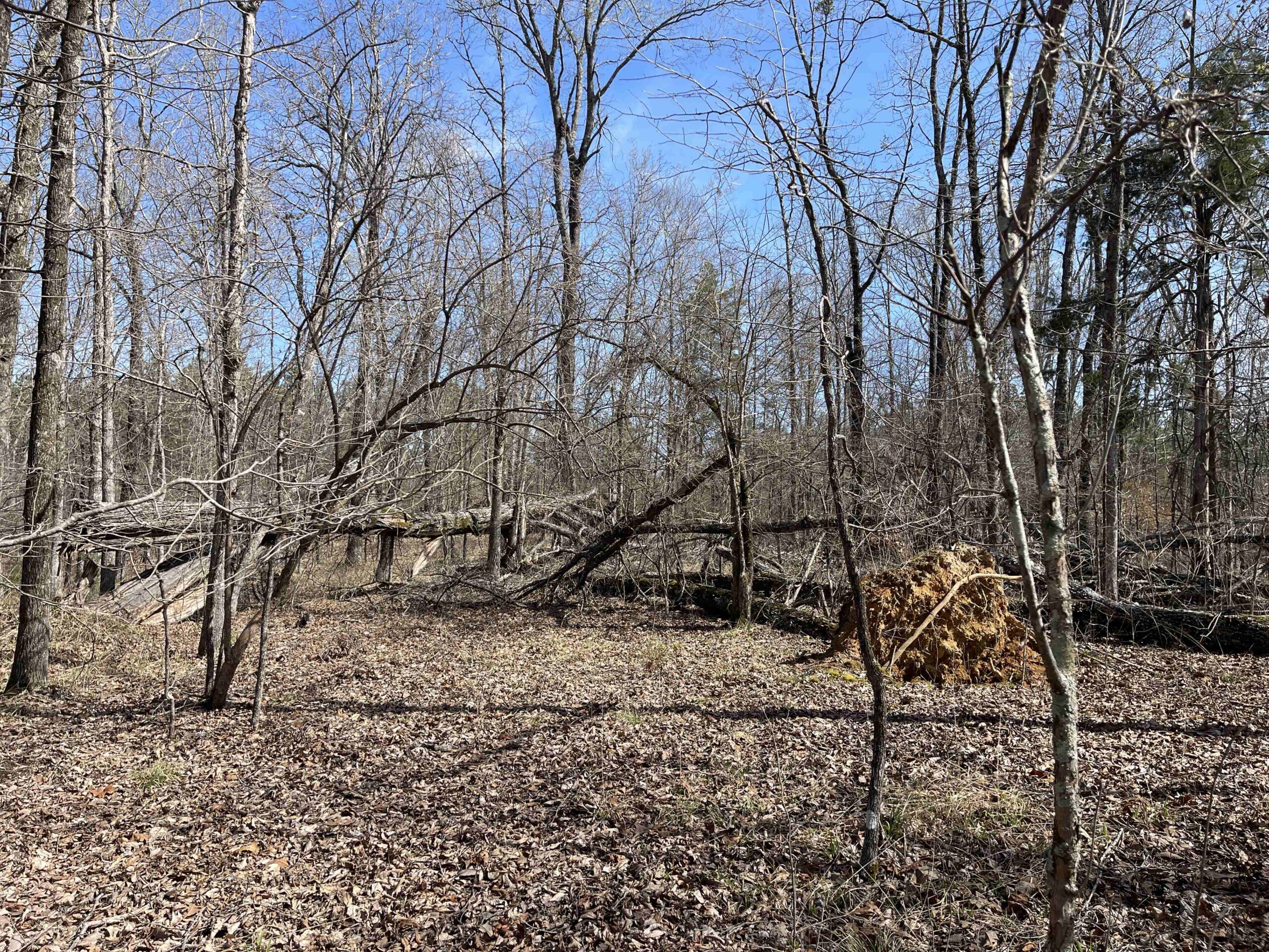 LAND FOR SALE IN HARDIN COUNTY TN, 11 ACRES