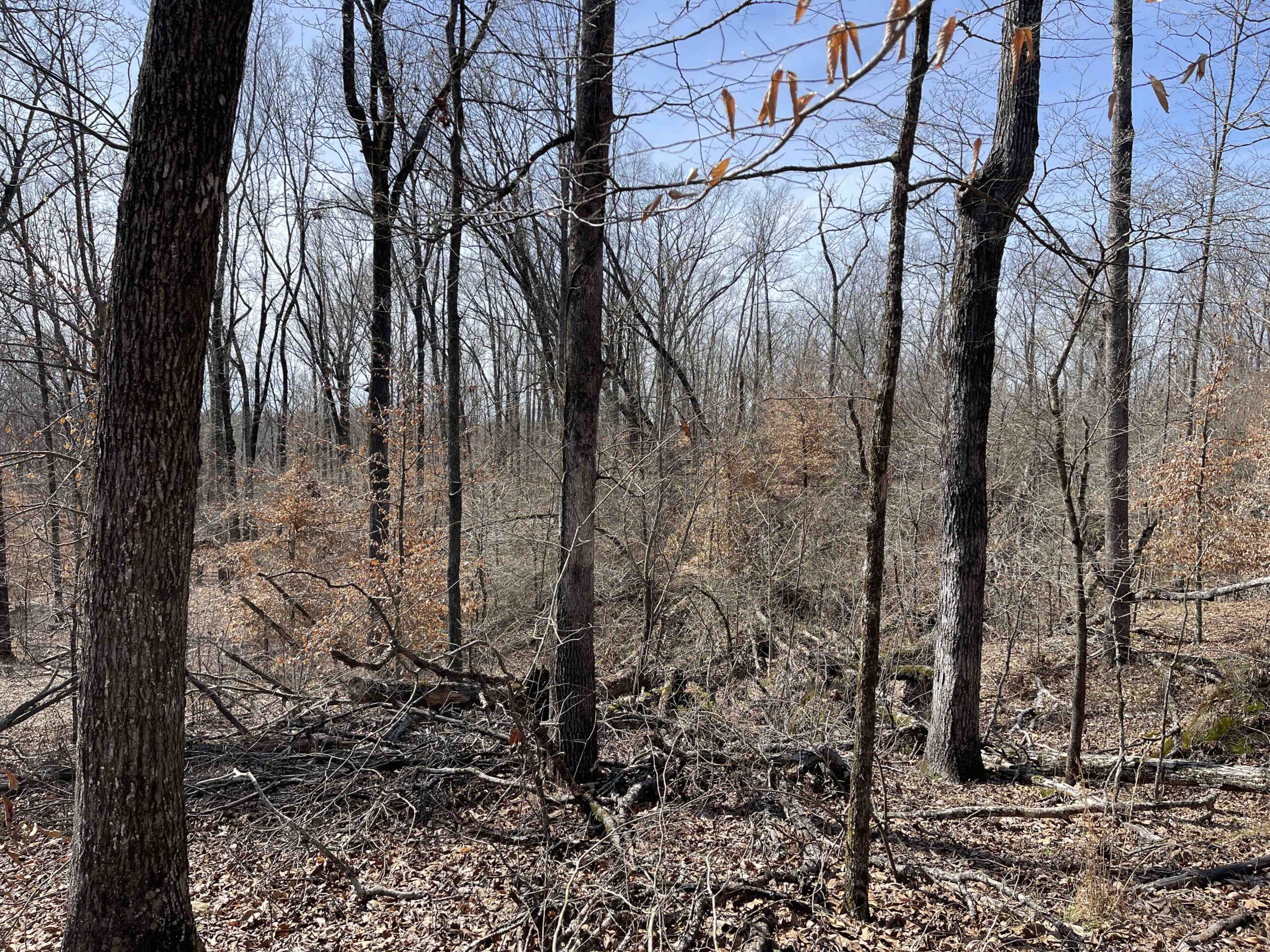 LAND FOR SALE IN HARDIN COUNTY TN, 11 ACRES