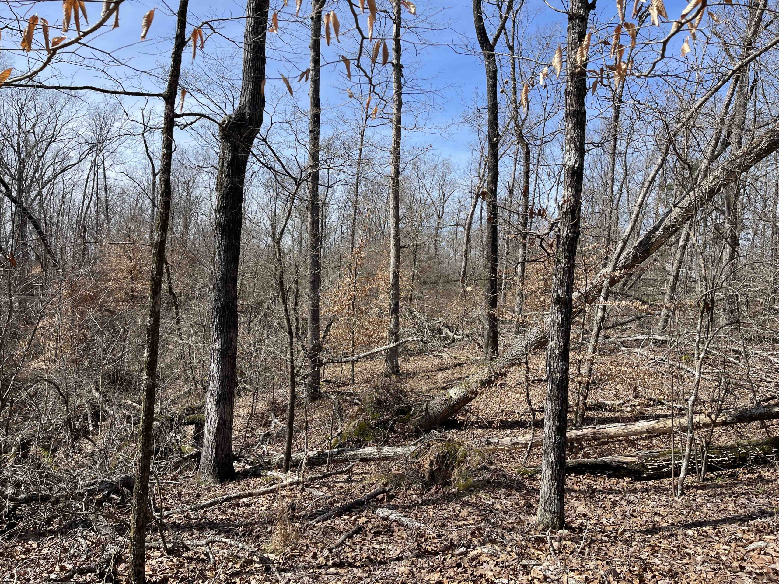 LAND FOR SALE IN HARDIN COUNTY TN, 11 ACRES