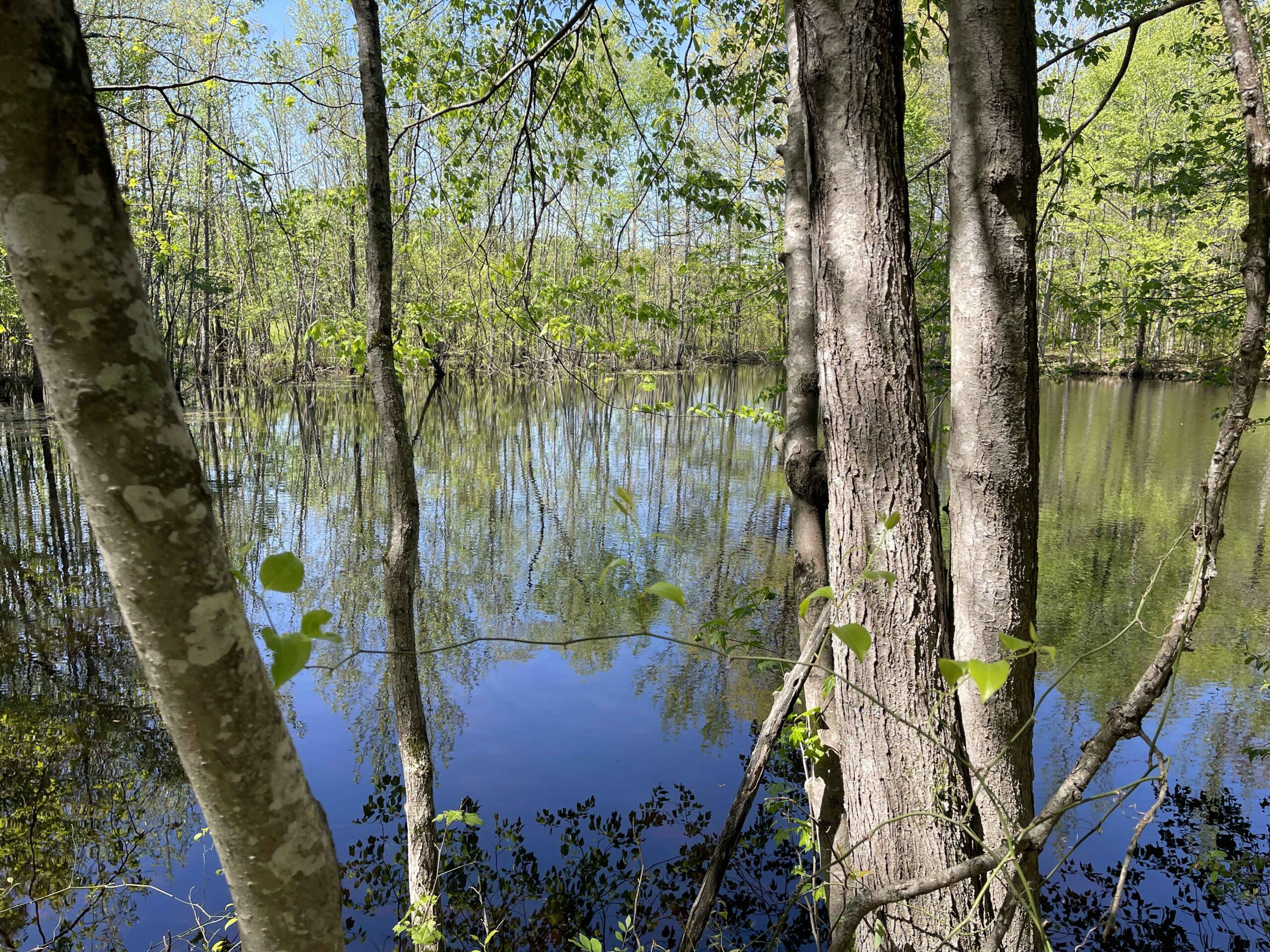 WOODED LAND FOR SALE IN TN, HUNTING LAND, LAND TO BUILD ON IN MCNAIRY COUNTY
