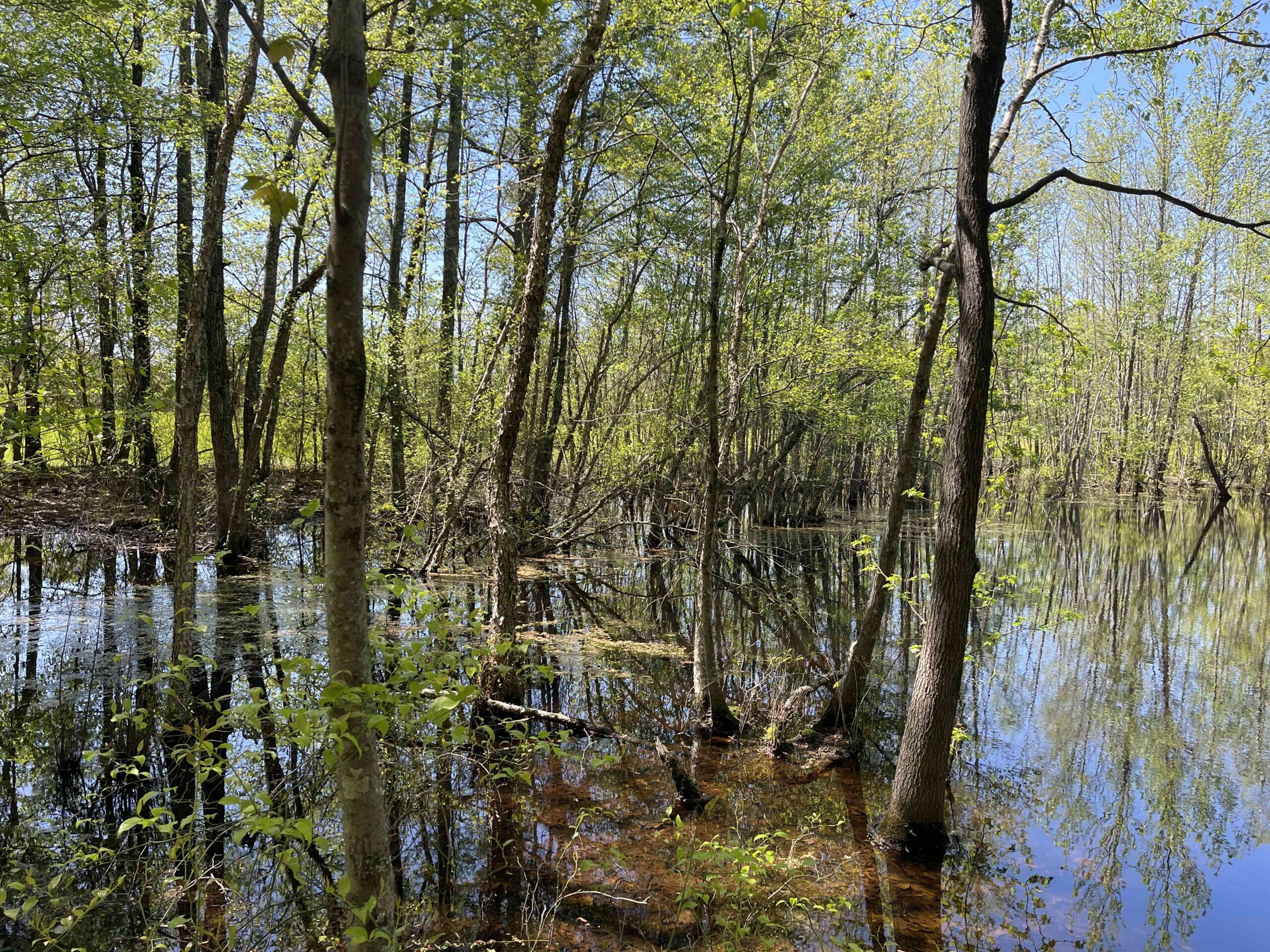WOODED LAND FOR SALE IN TN, HUNTING LAND, LAND TO BUILD ON IN MCNAIRY COUNTY
