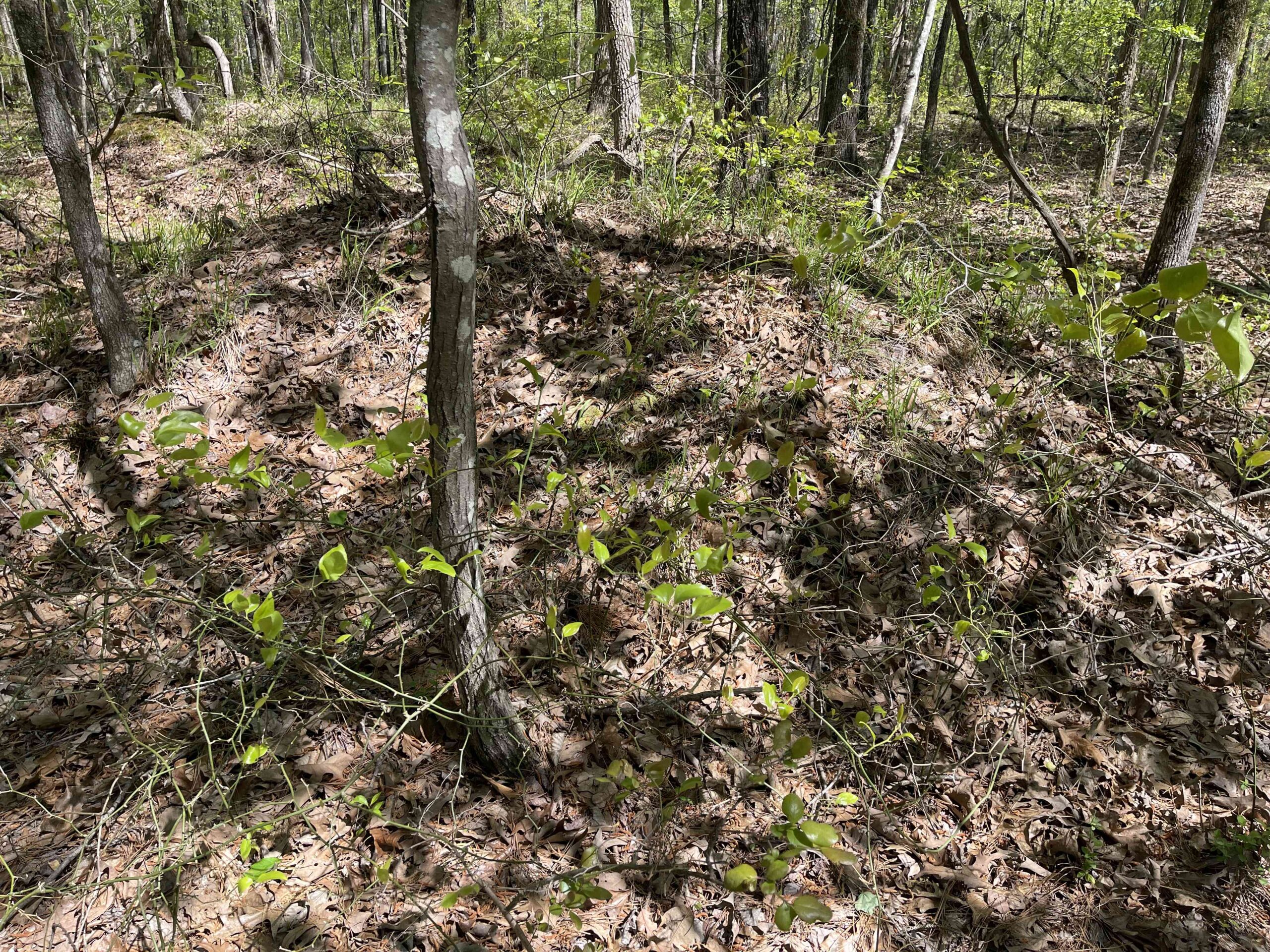 WOODED LAND FOR SALE IN TN, HUNTING LAND, LAND TO BUILD ON IN MCNAIRY COUNTY