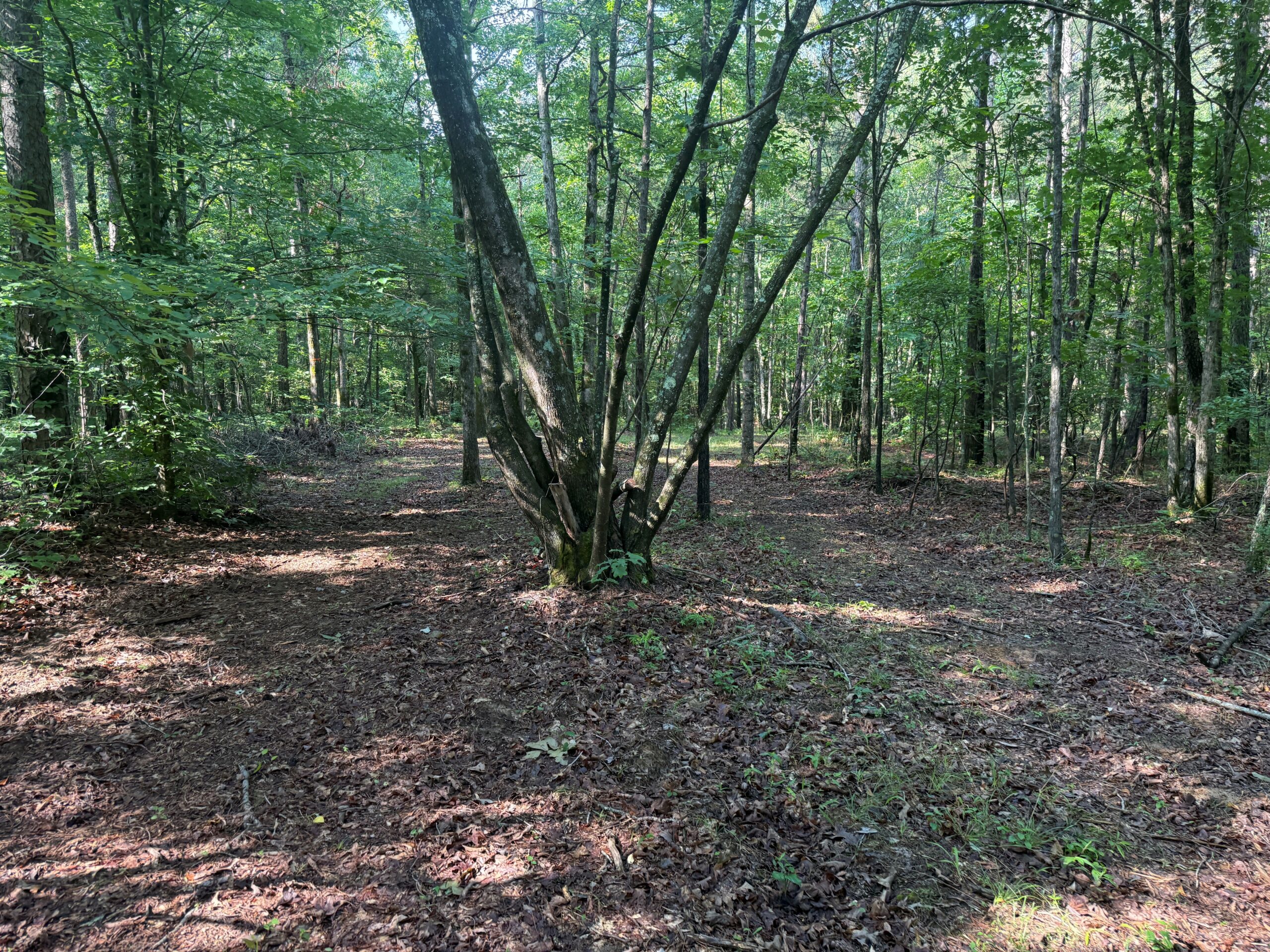 UNRESTRICTED PRIVATE LAND FOR SALE WITH DEER & TURKEY HUNTING