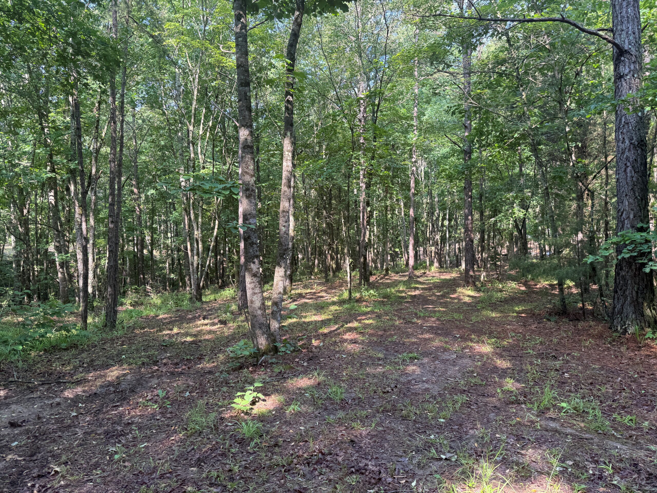 UNRESTRICTED PRIVATE LAND FOR SALE WITH DEER & TURKEY HUNTING