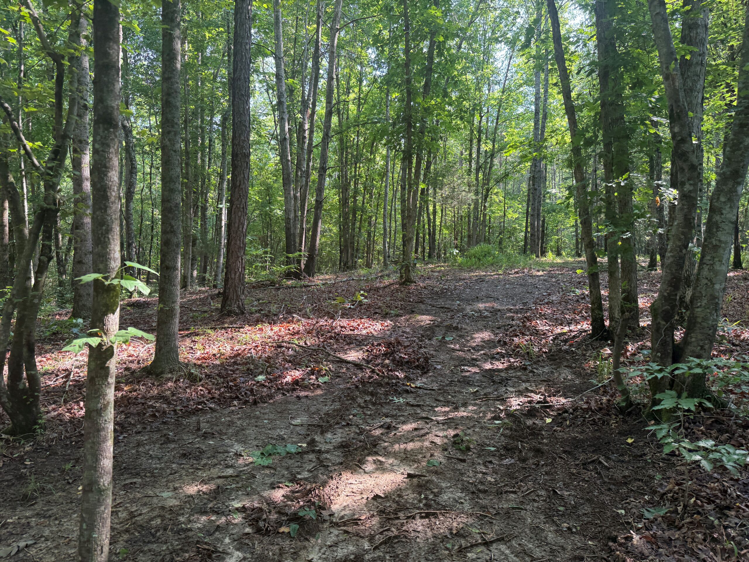 UNRESTRICTED PRIVATE LAND FOR SALE WITH DEER & TURKEY HUNTING