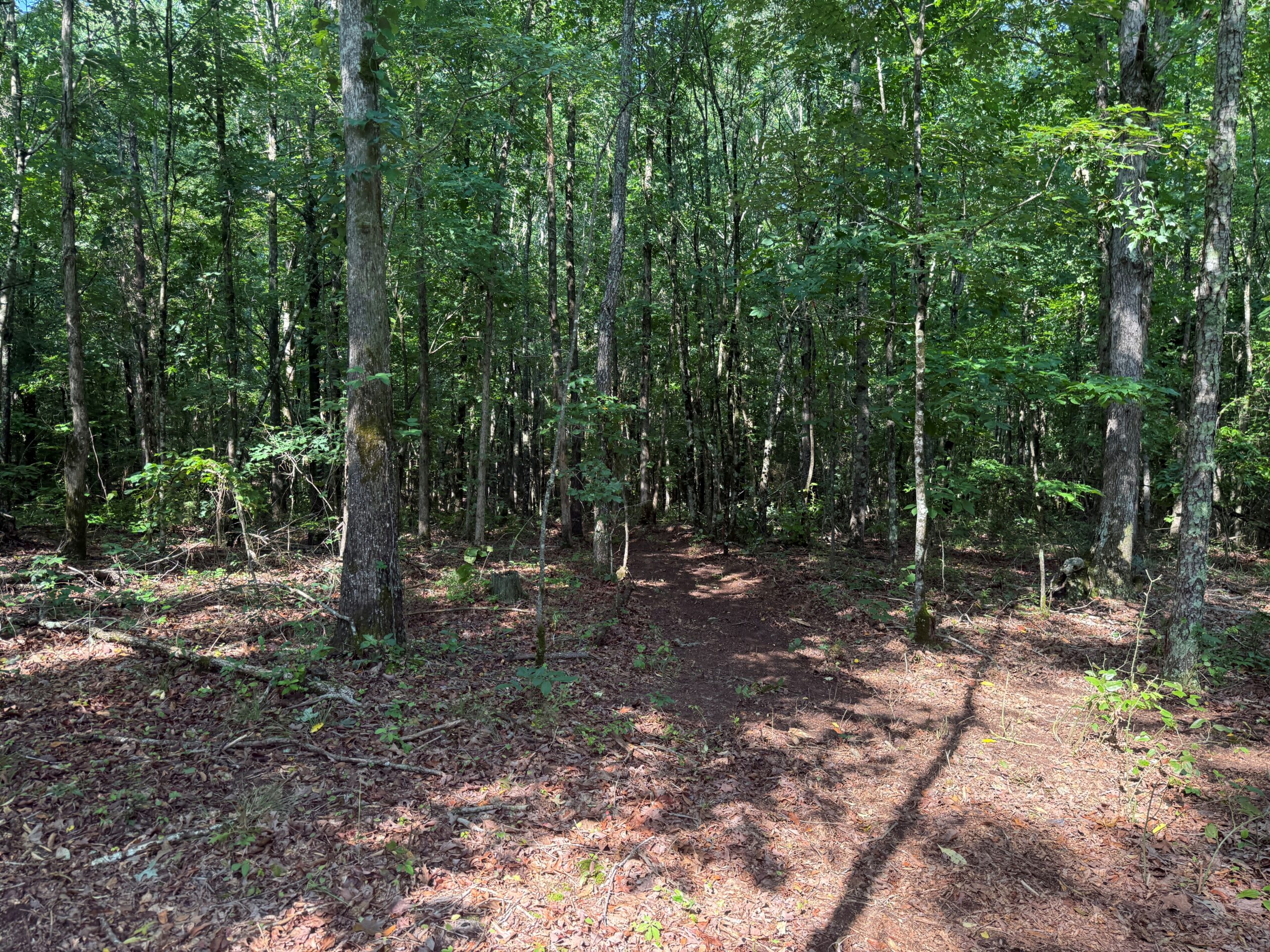 UNRESTRICTED PRIVATE LAND FOR SALE WITH DEER & TURKEY HUNTING
