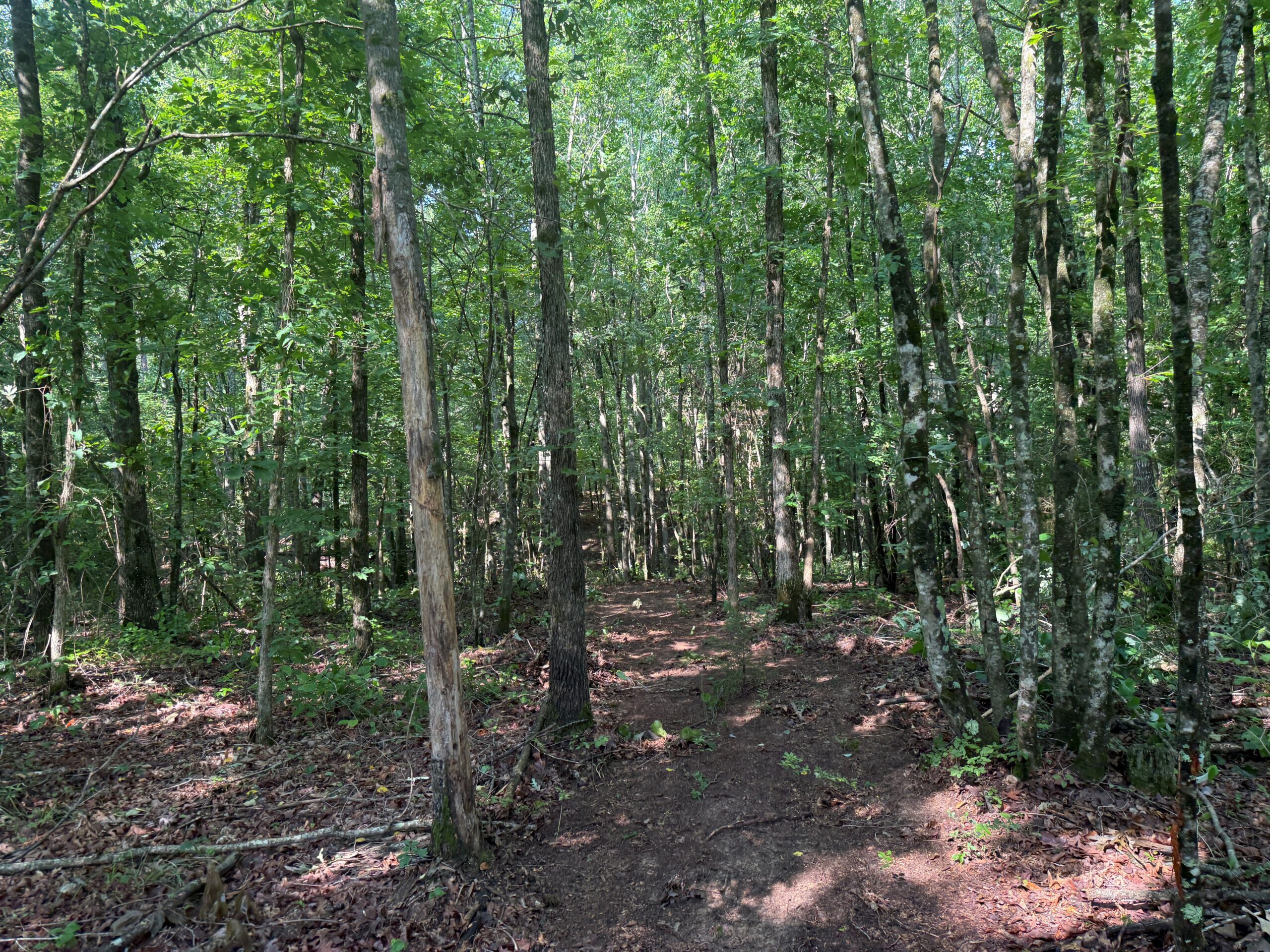 UNRESTRICTED PRIVATE LAND FOR SALE WITH DEER & TURKEY HUNTING