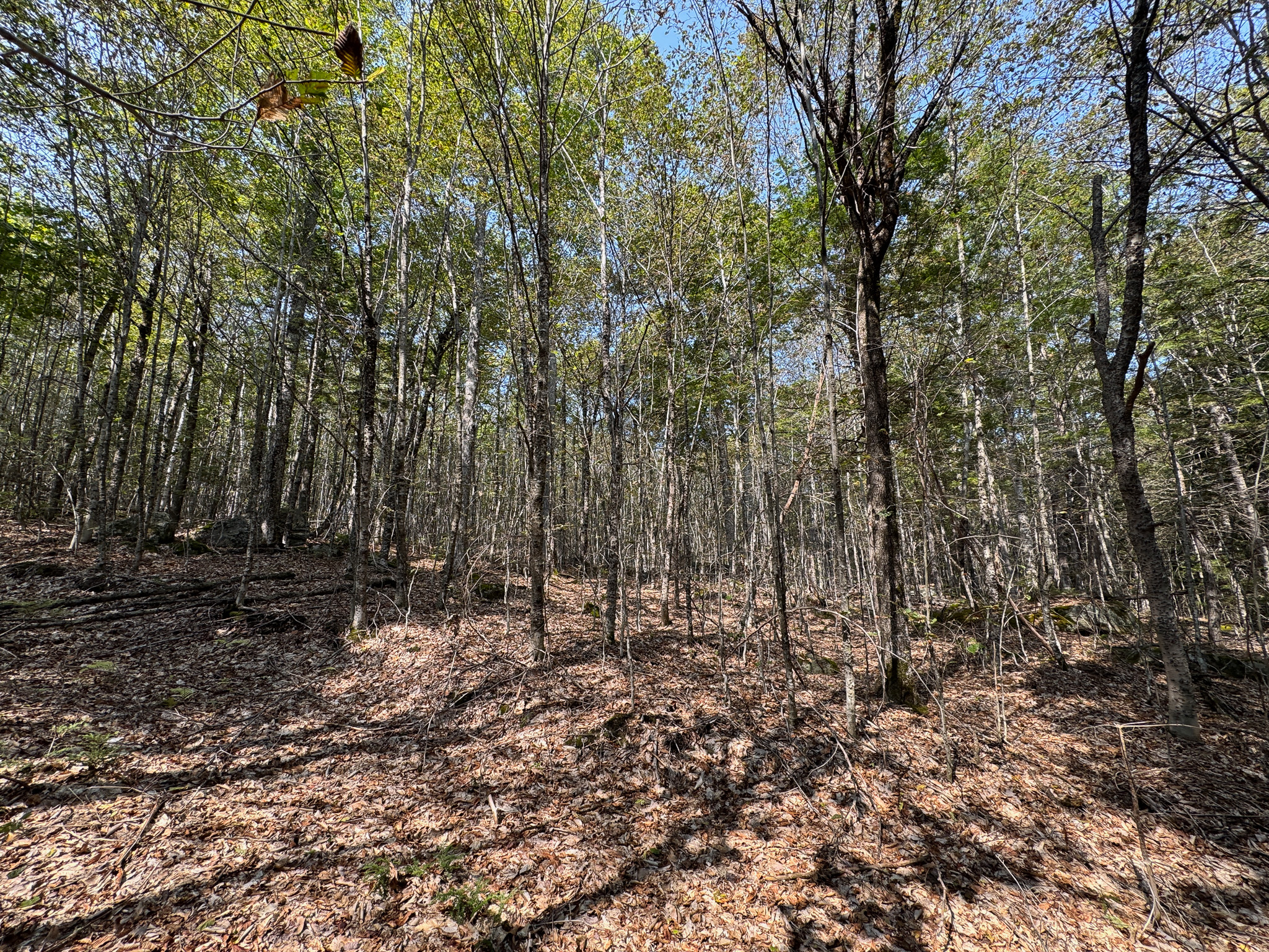 Unique 20 Acre Lakefront Parcel on Cold Stream Pond