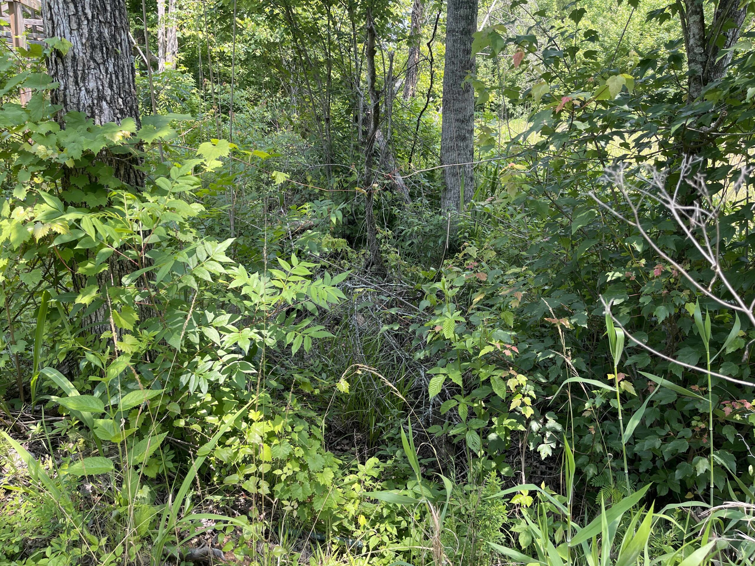 UNRESTRICTED LAND NEAR RIVER – DEER & TURKEY HUNTING