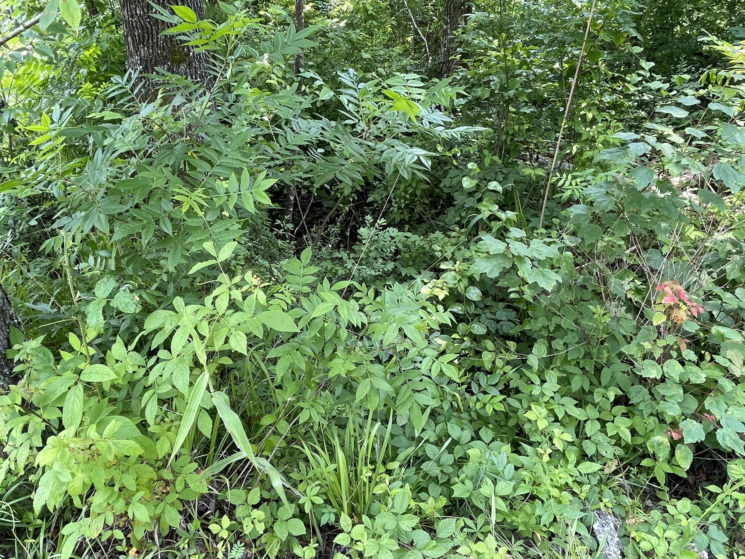 UNRESTRICTED LAND NEAR RIVER – DEER & TURKEY HUNTING