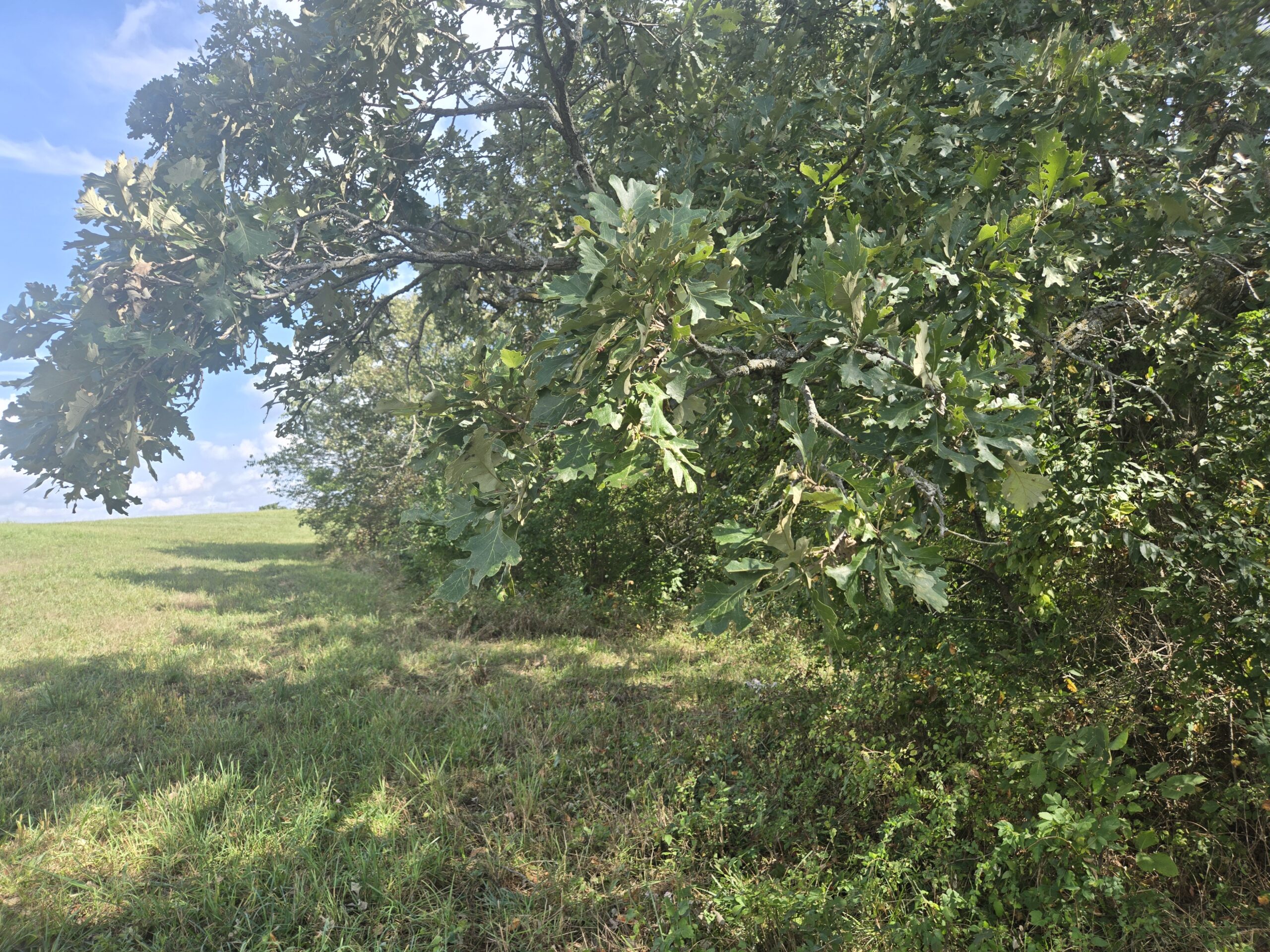 195+/- Monroe County, Iowa Hunting & Investment Farm with CRP, Hay, and Recreational Opportunity
