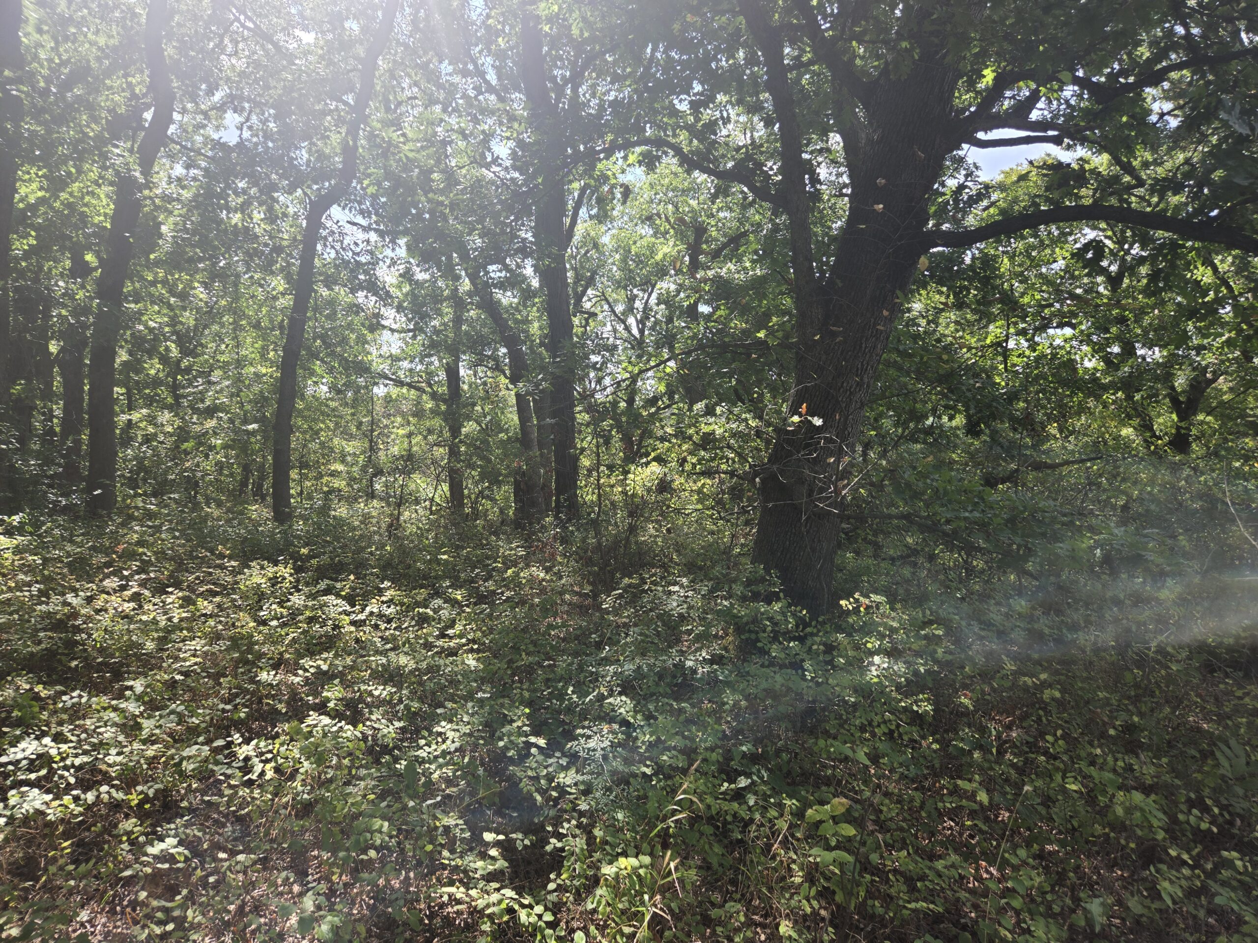 195+/- Monroe County, Iowa Hunting & Investment Farm with CRP, Hay, and Recreational Opportunity