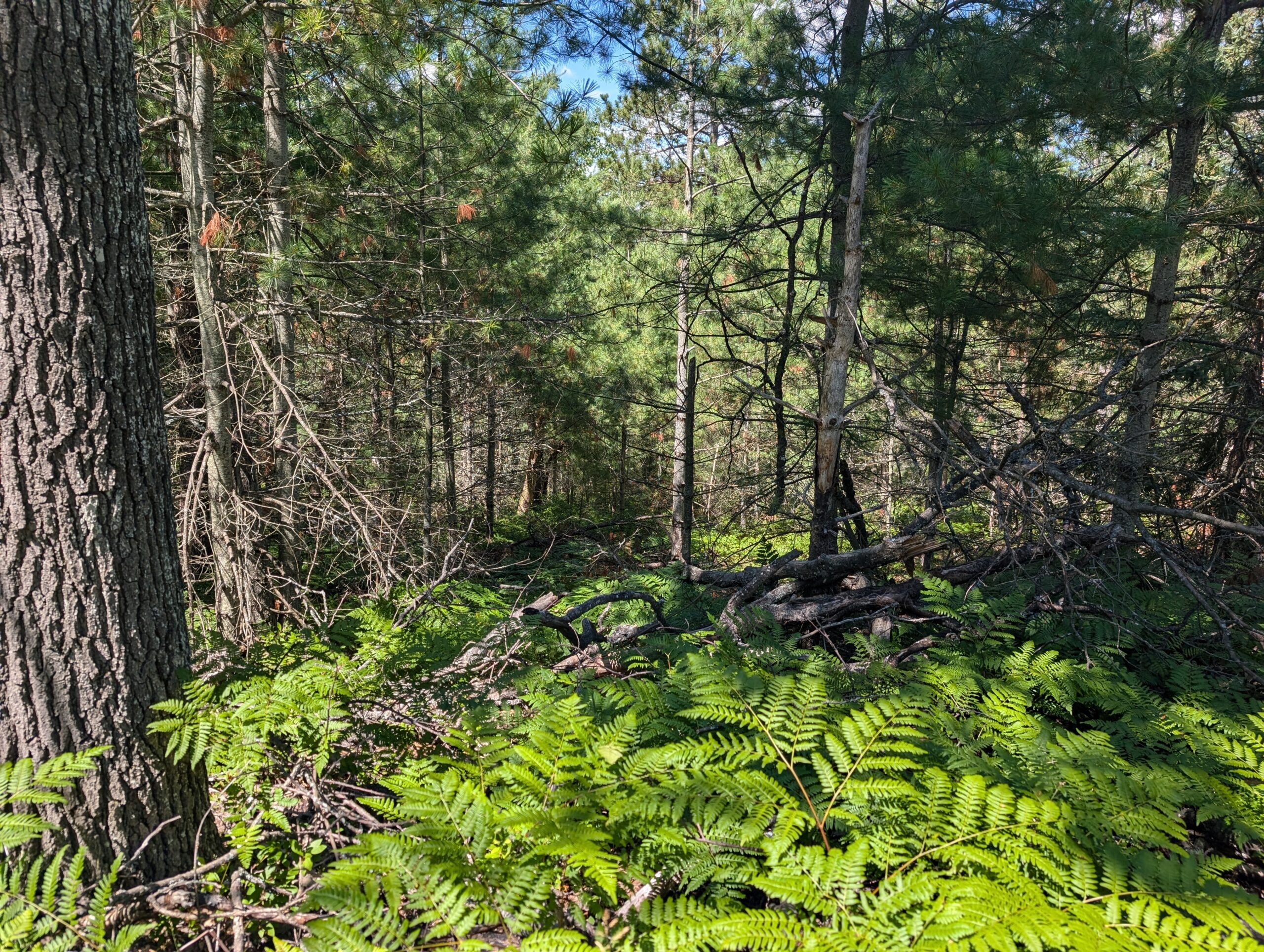 Cabin on 4 Lots in Canada Creek Ranch Atlanta MI