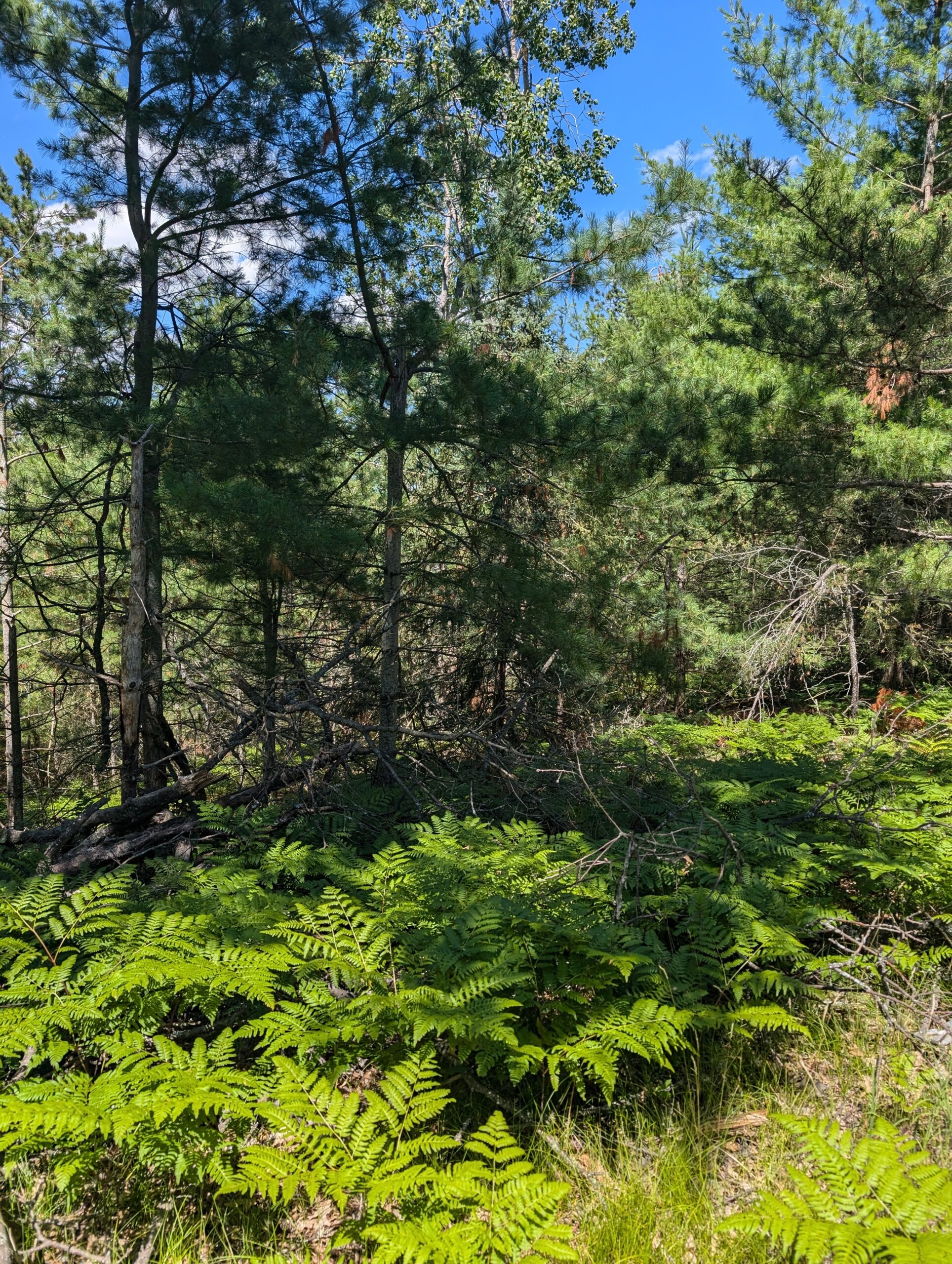 Cabin on 4 Lots in Canada Creek Ranch Atlanta MI