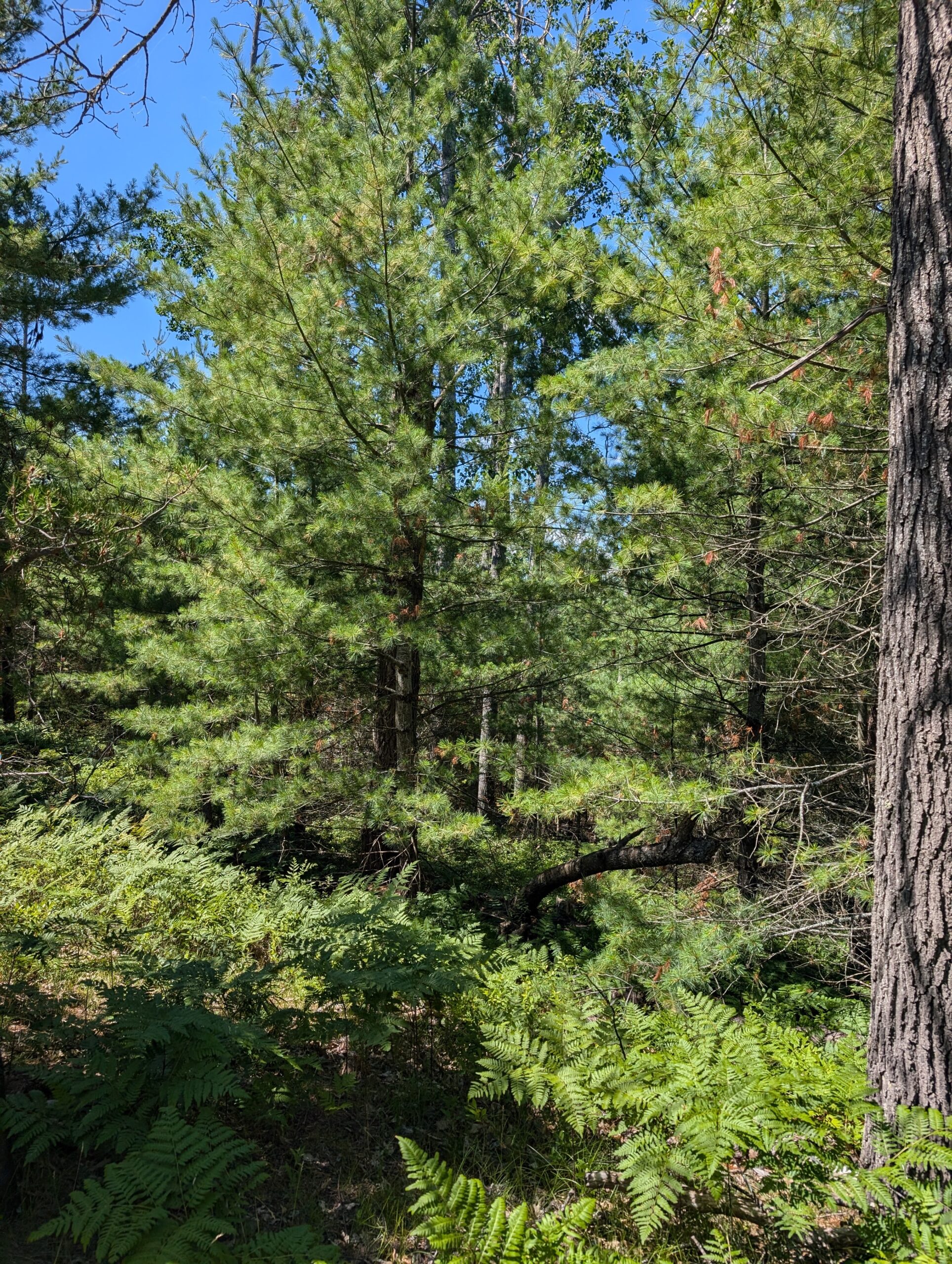 Cabin on 4 Lots in Canada Creek Ranch Atlanta MI