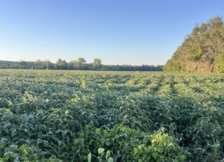 Beautiful Northern Missouri Combo Farm For Sale!