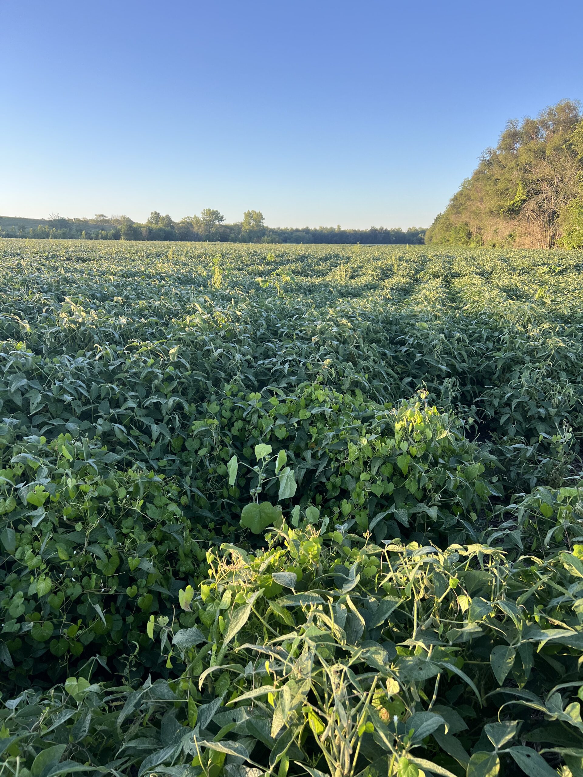 Beautiful Northern Missouri Combo Farm For Sale!
