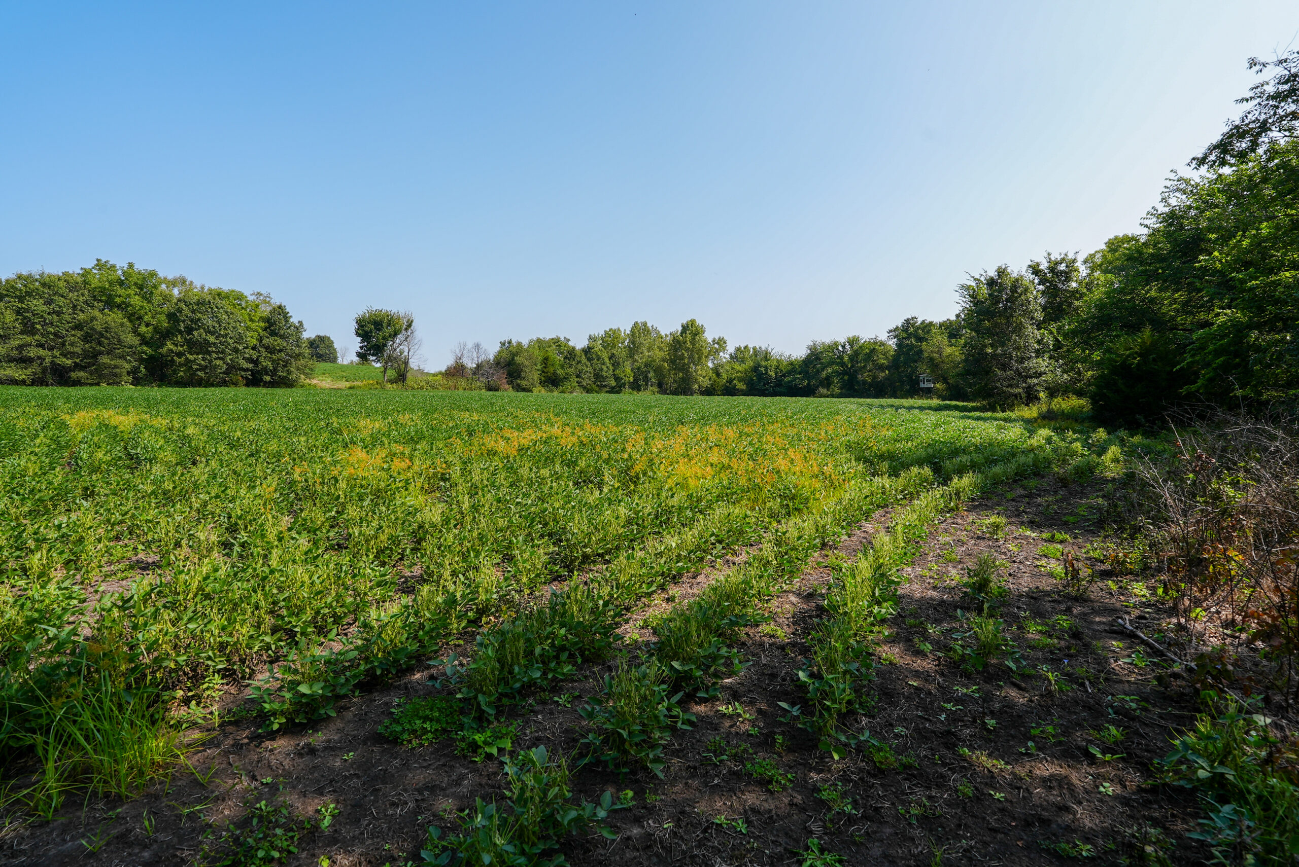Lucas County, IA | 218 Acres m/l Premier Whitetail & Turkey Hunting