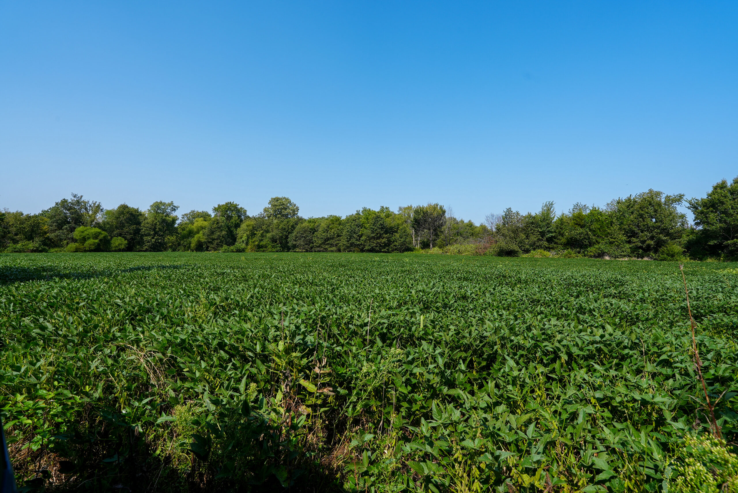 Lucas County, IA | 218 Acres m/l Premier Whitetail & Turkey Hunting