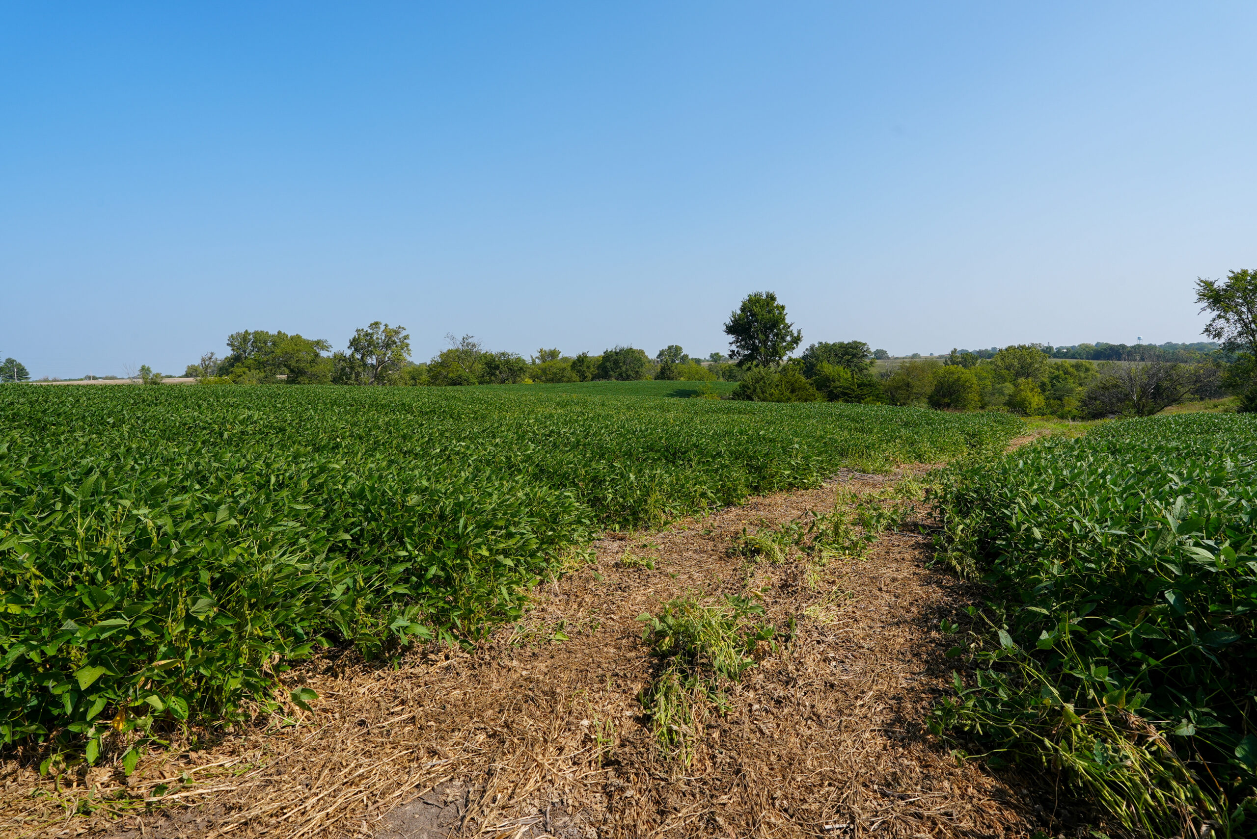 Lucas County, IA | 218 Acres m/l Premier Whitetail & Turkey Hunting